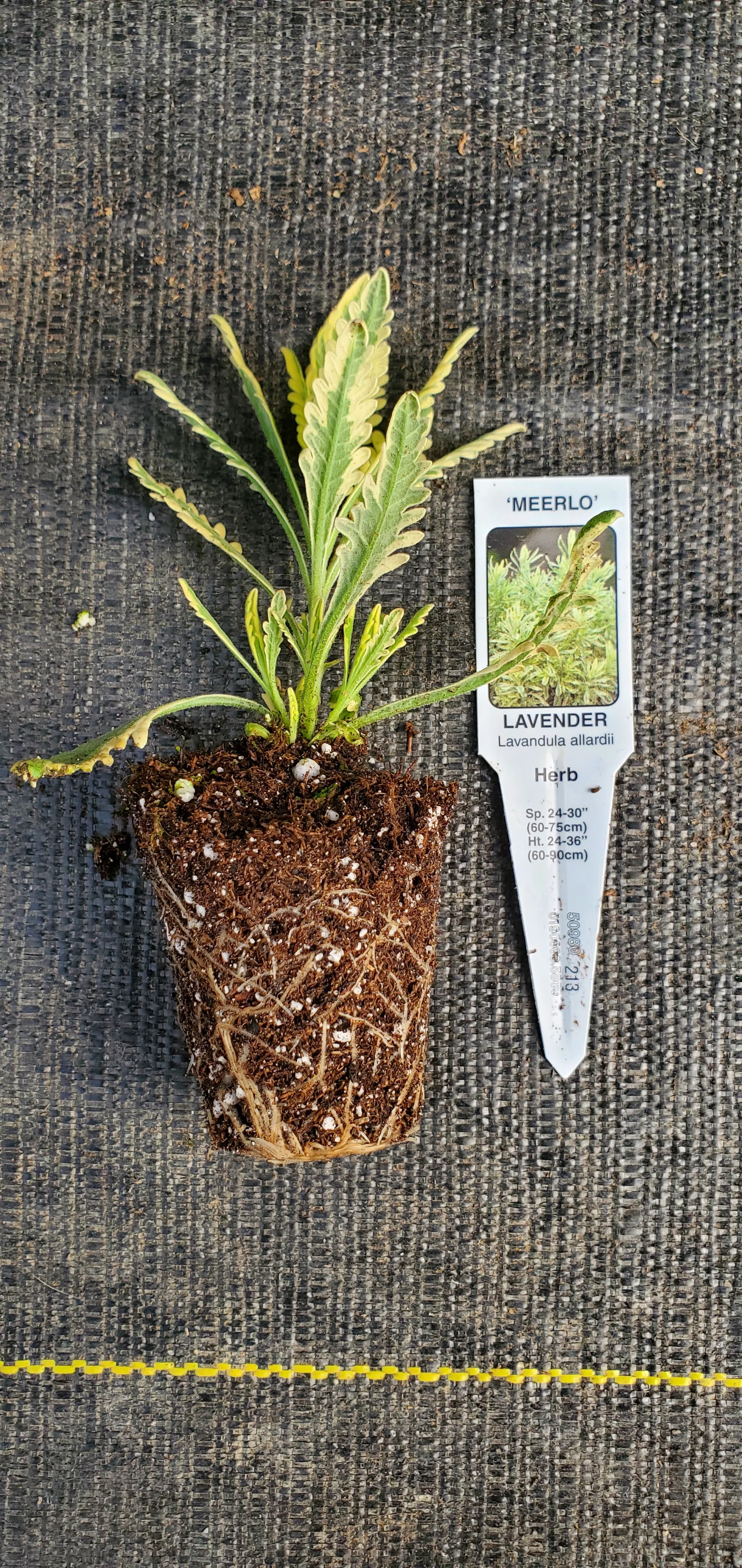 Lavender Meerlo - Image 2