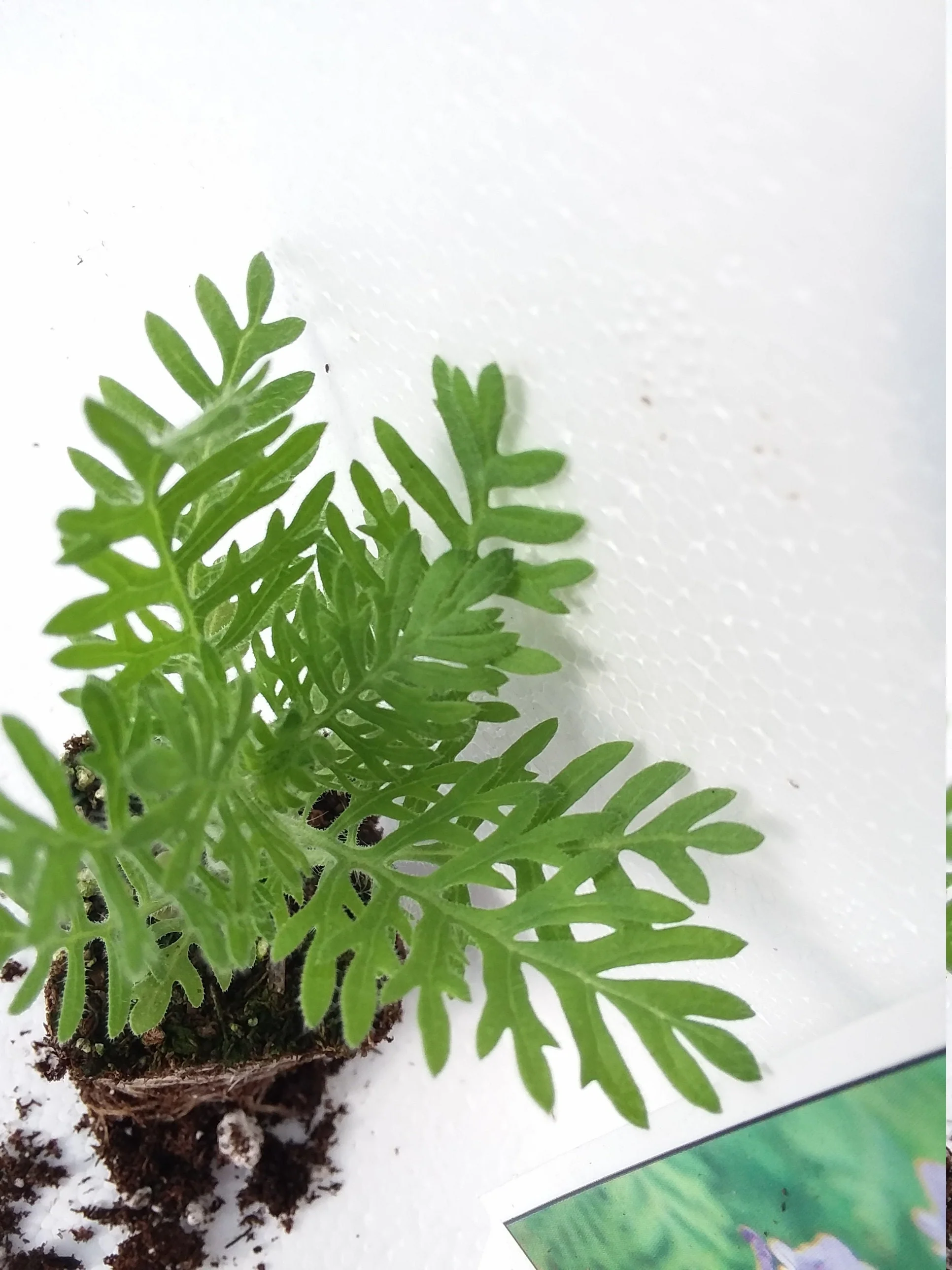 Lavender Multifida Fern Leaf Spanish Eyes