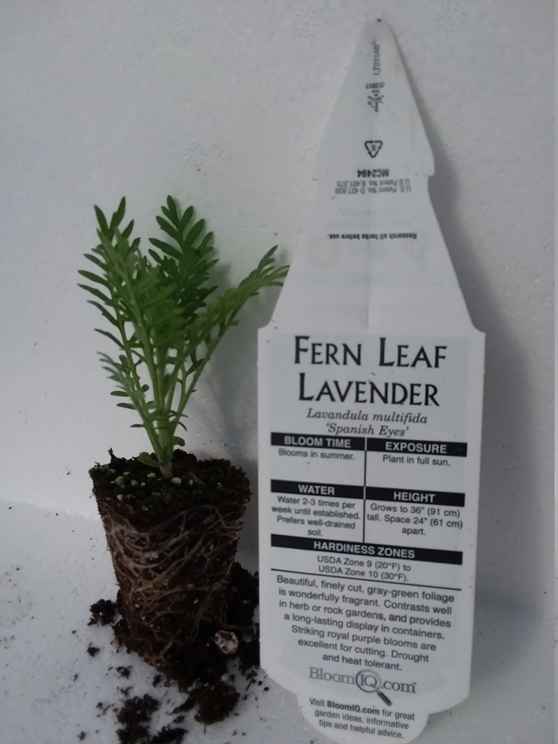 Lavender Multifida Fern Leaf Spanish Eyes - Image 2