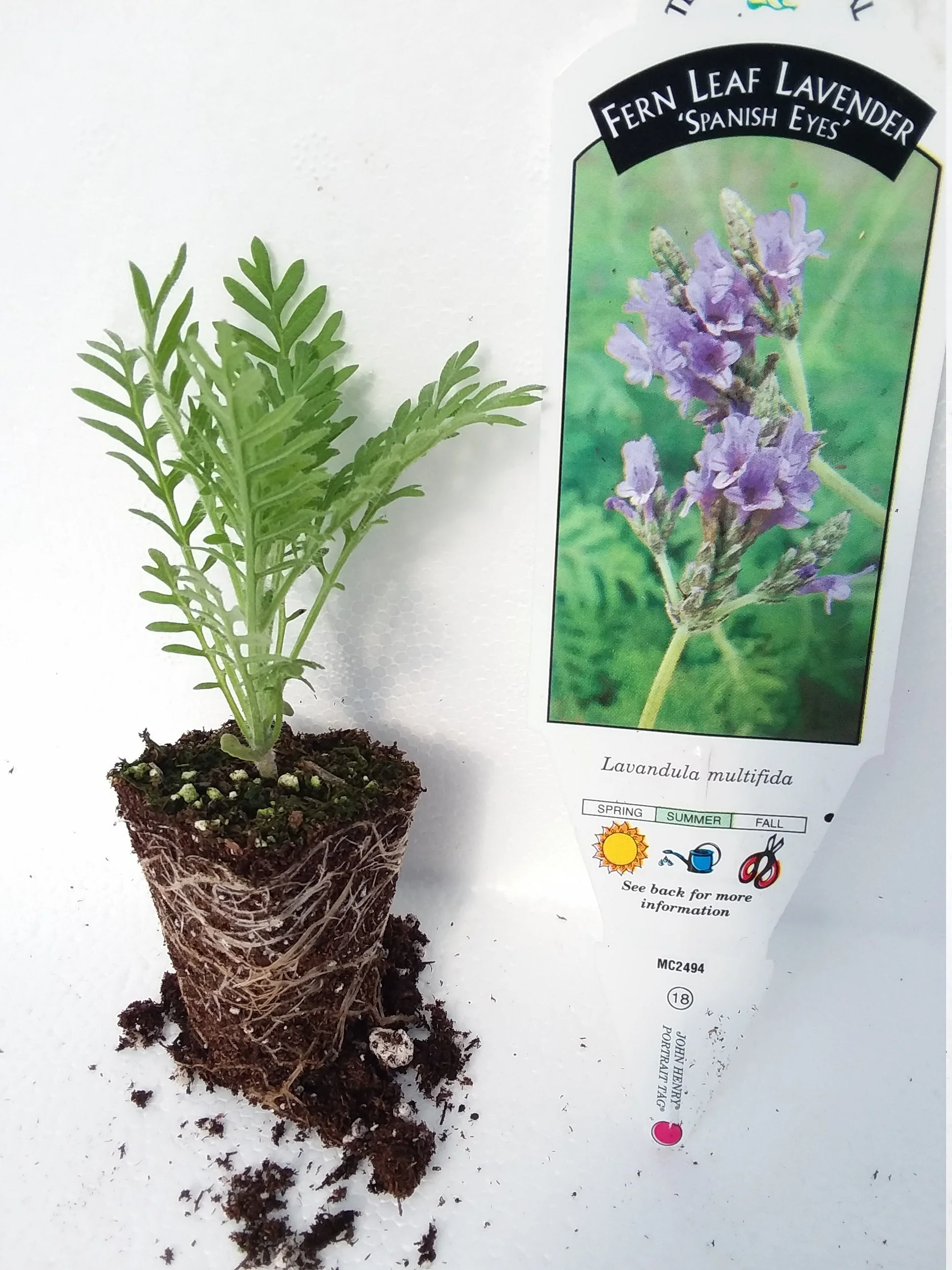 Lavender Multifida Fern Leaf Spanish Eyes - Image 3