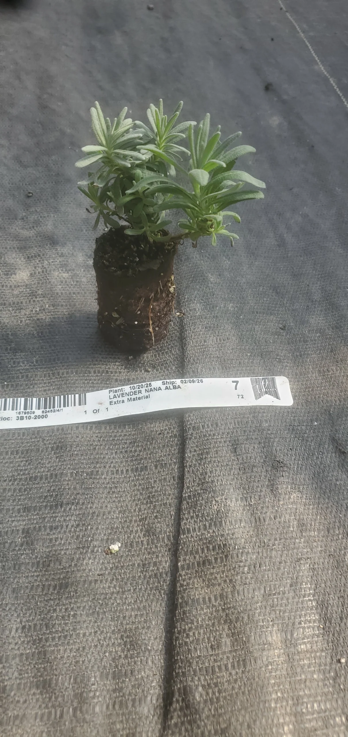 Lavender Nana Alba