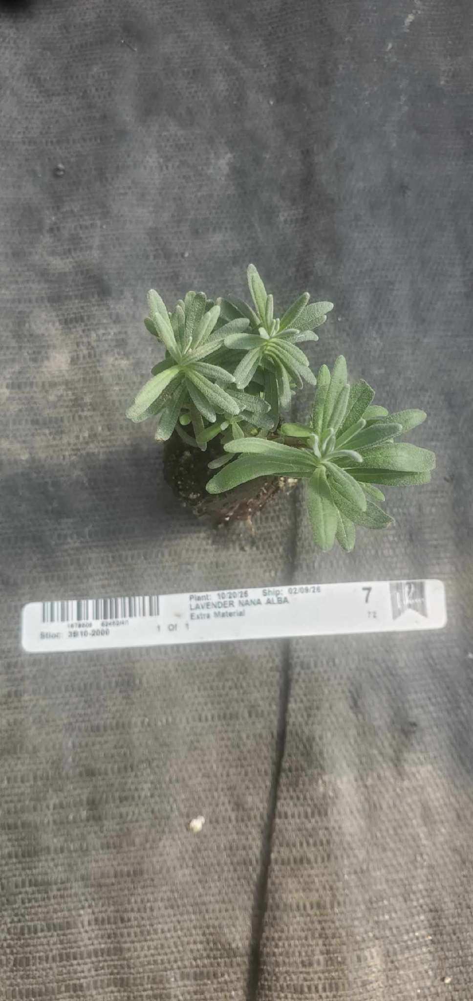 Lavender Nana Alba - Image 2