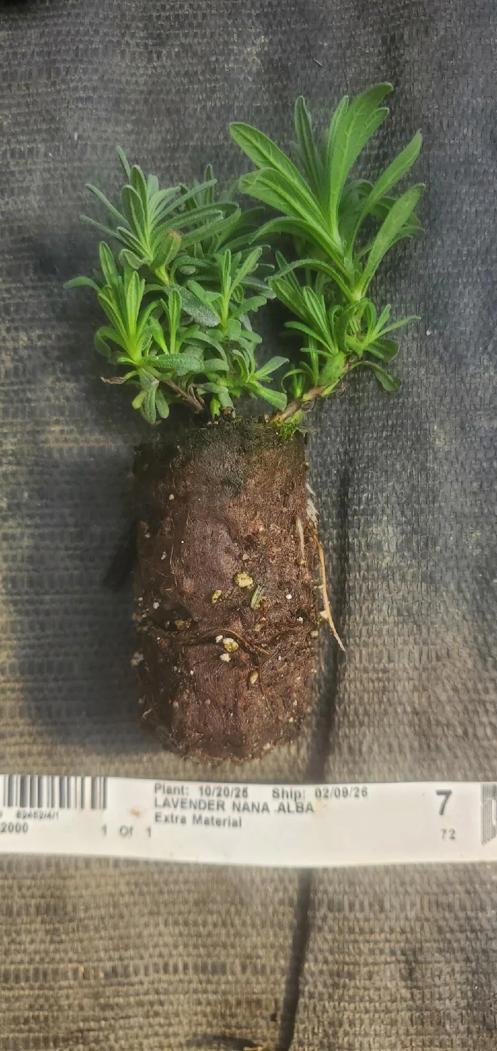 Lavender Nana Alba - Image 3