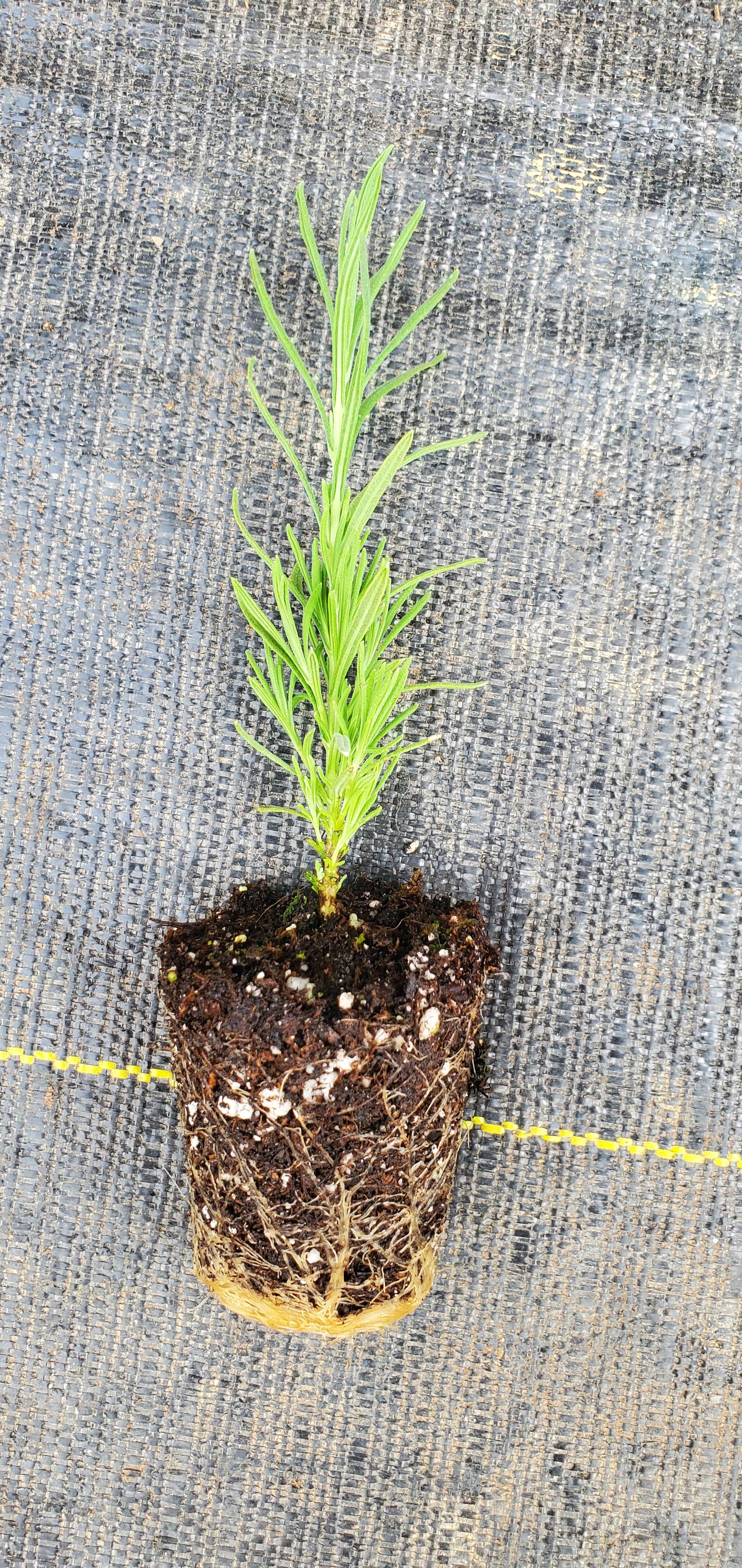 Lavender Pedunculata - Image 2