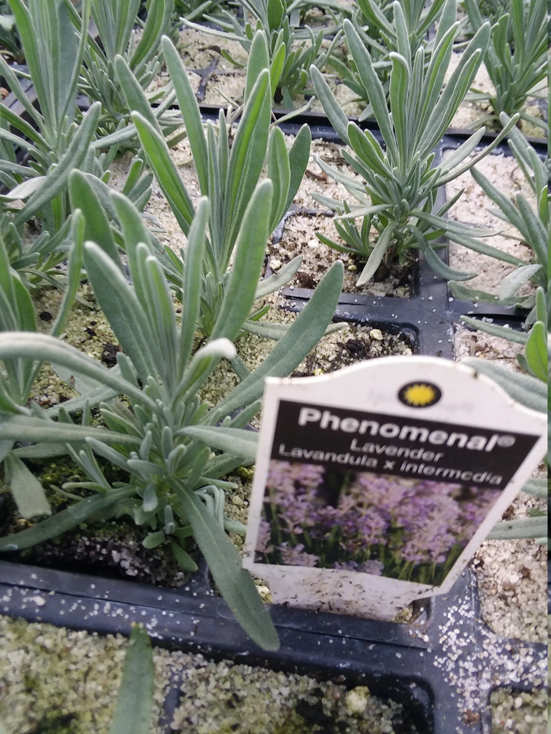 Lavender Phenomenal - Image 4