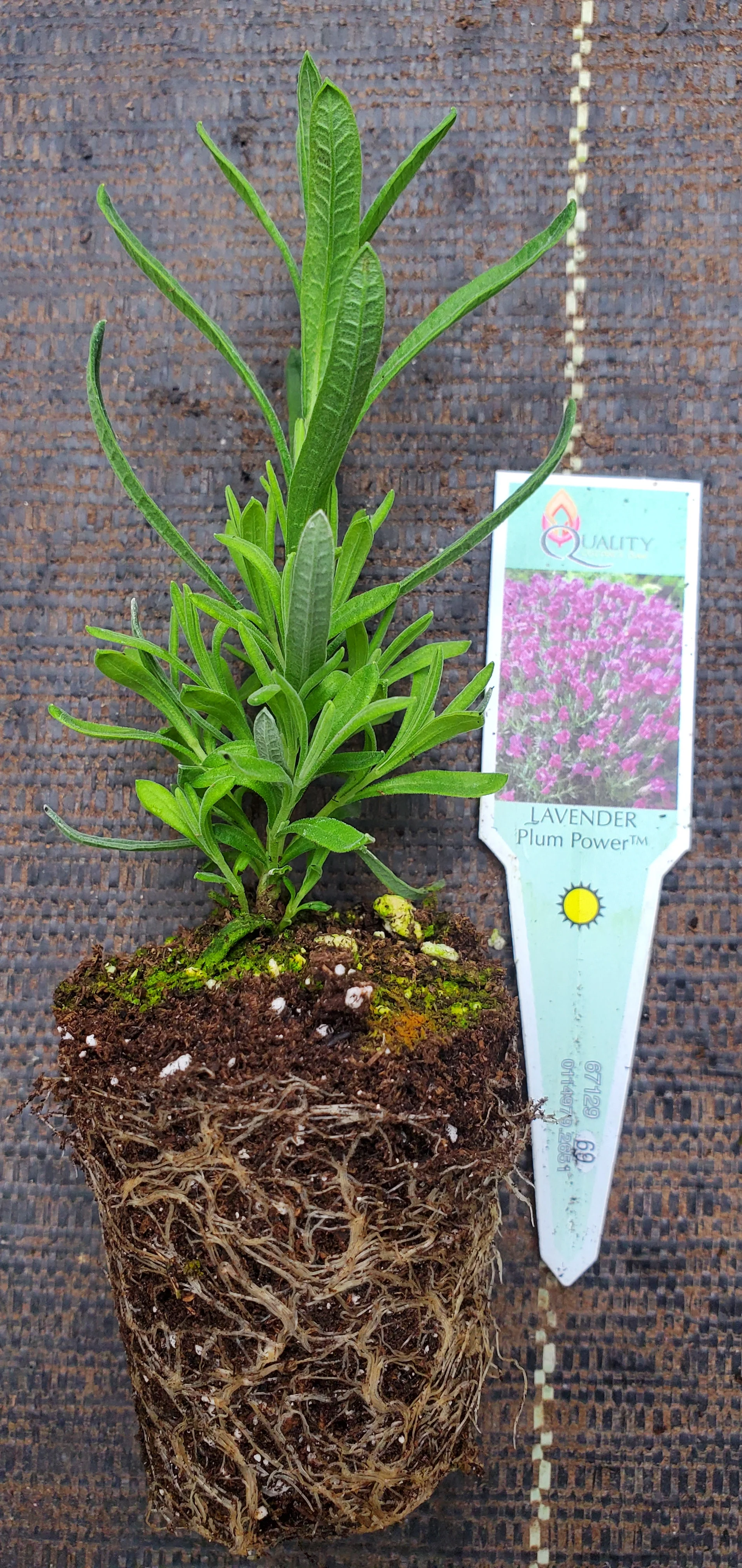 Lavender Plum Power - Image 2