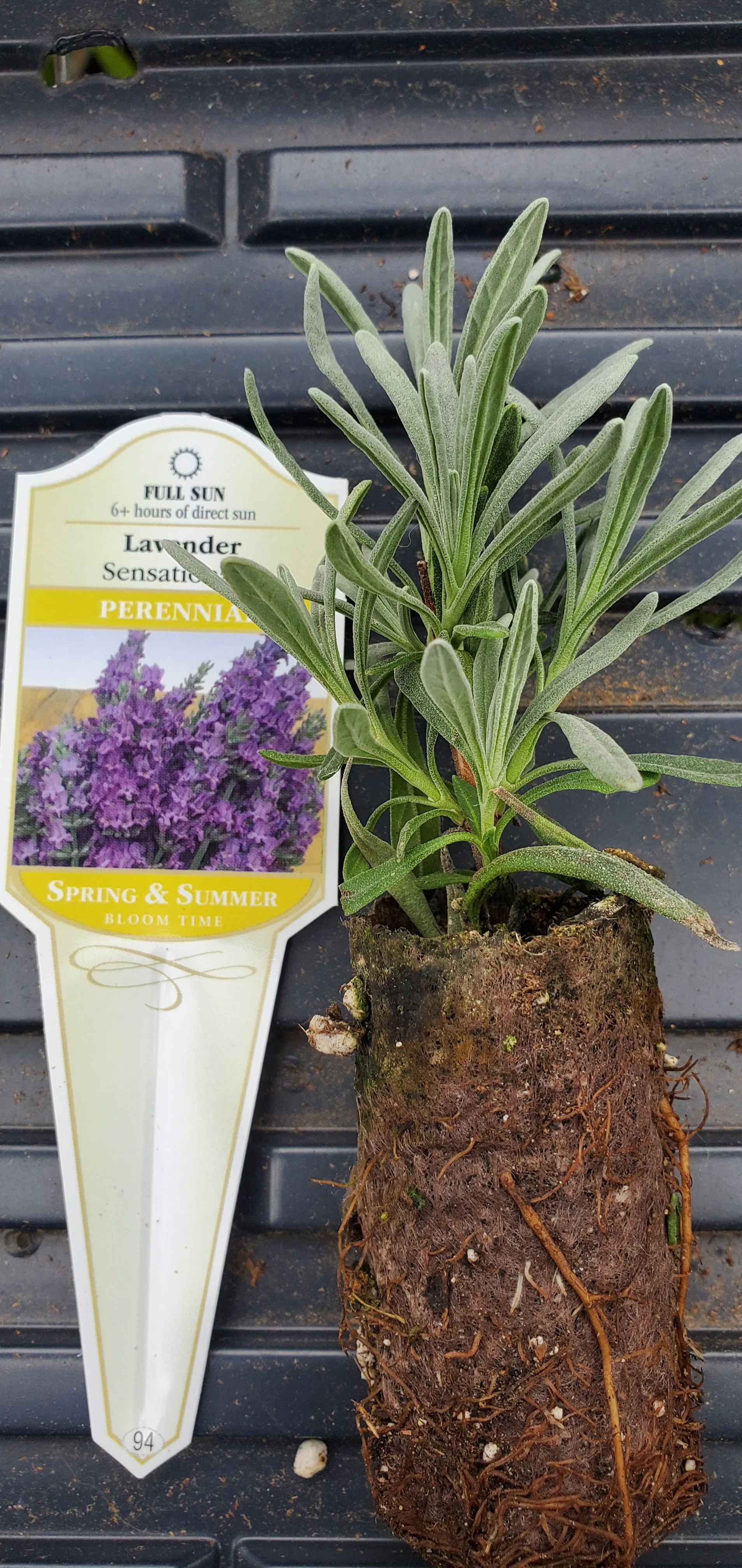 Lavender Sensational