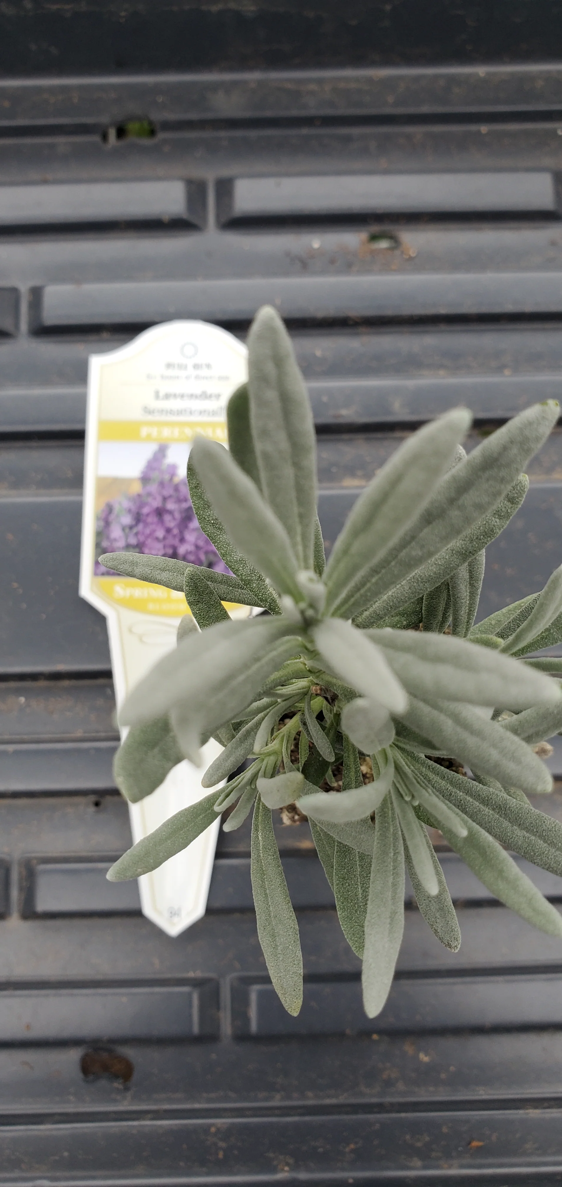 Lavender Sensational - Image 2