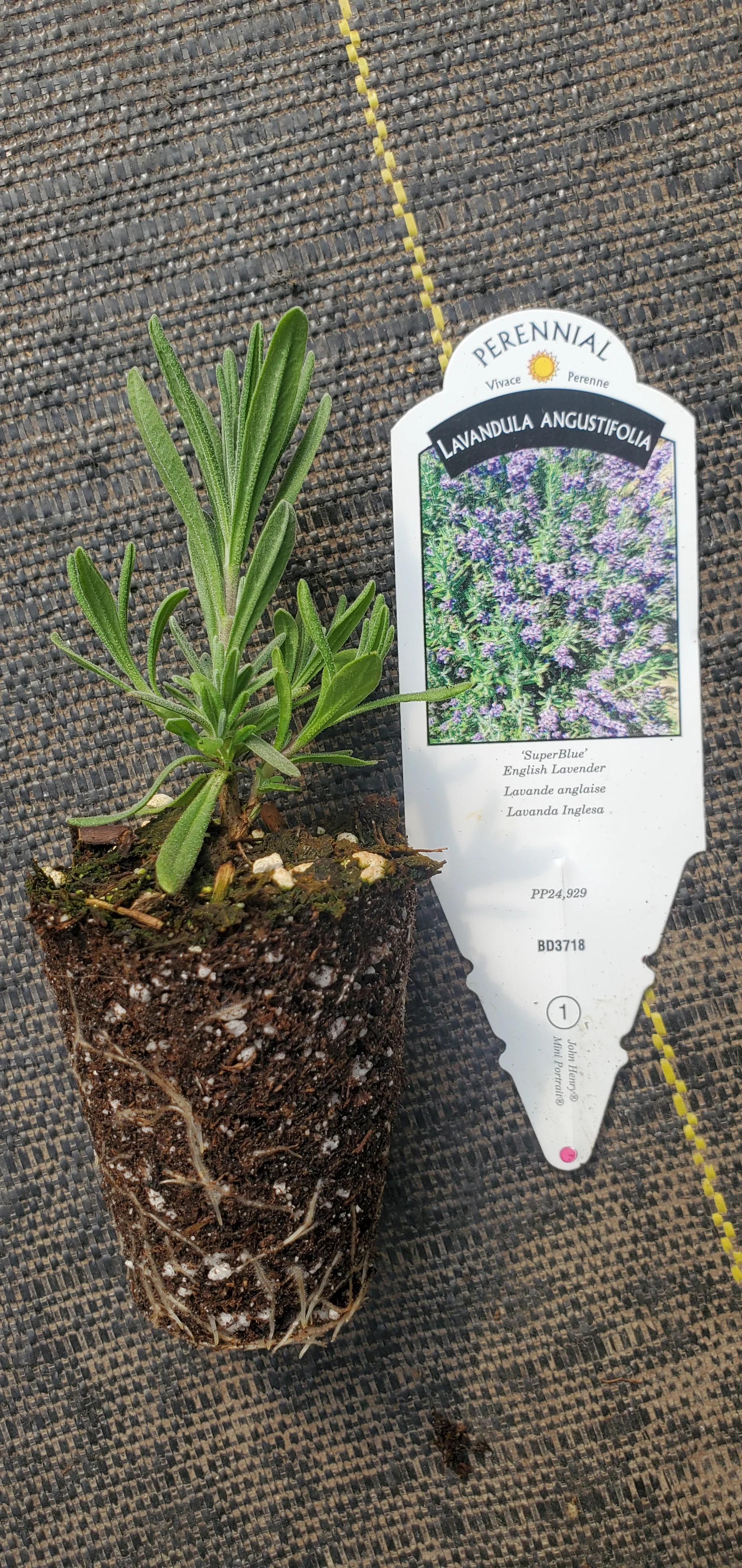 Lavender Superblue - Image 2
