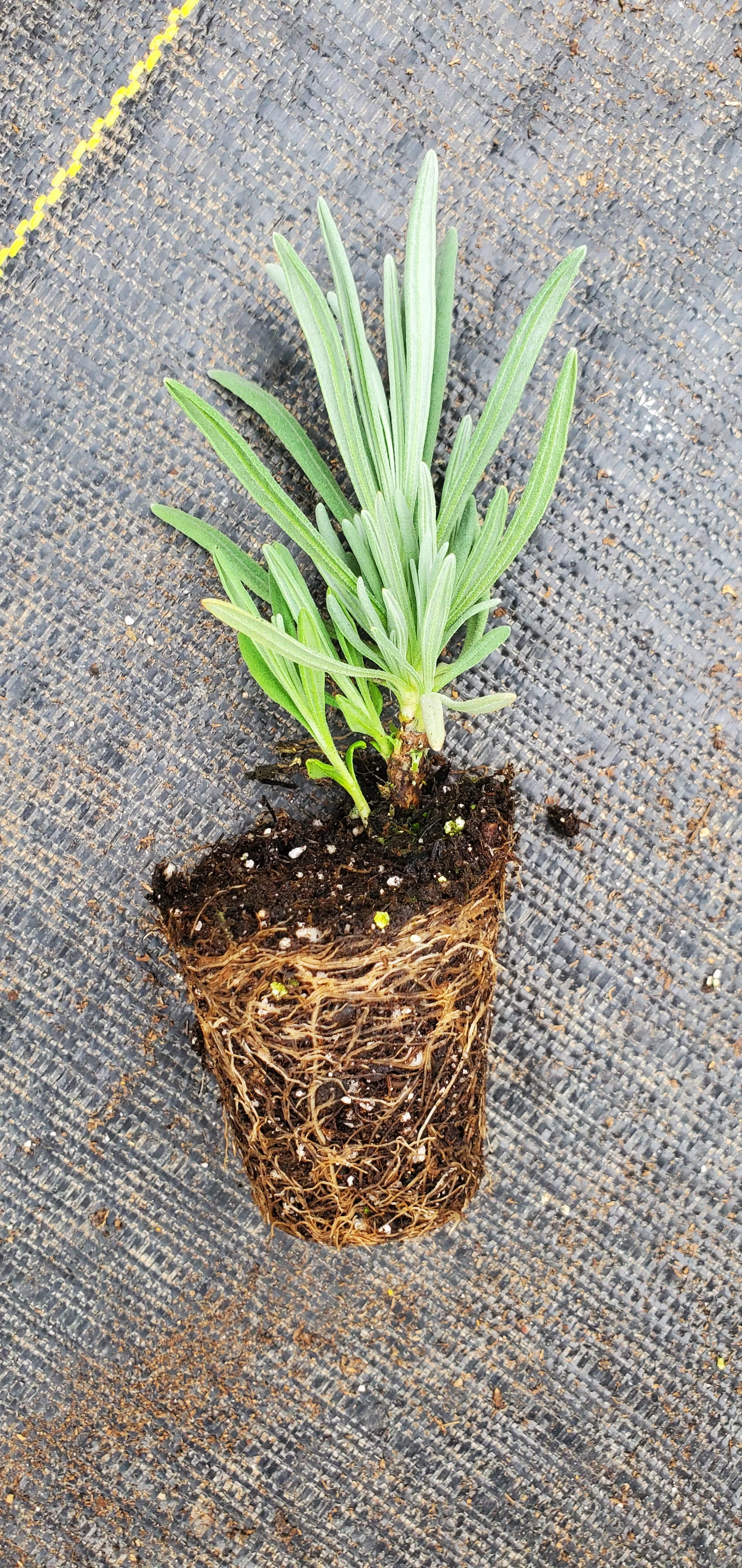 Lavender Vera - Image 2