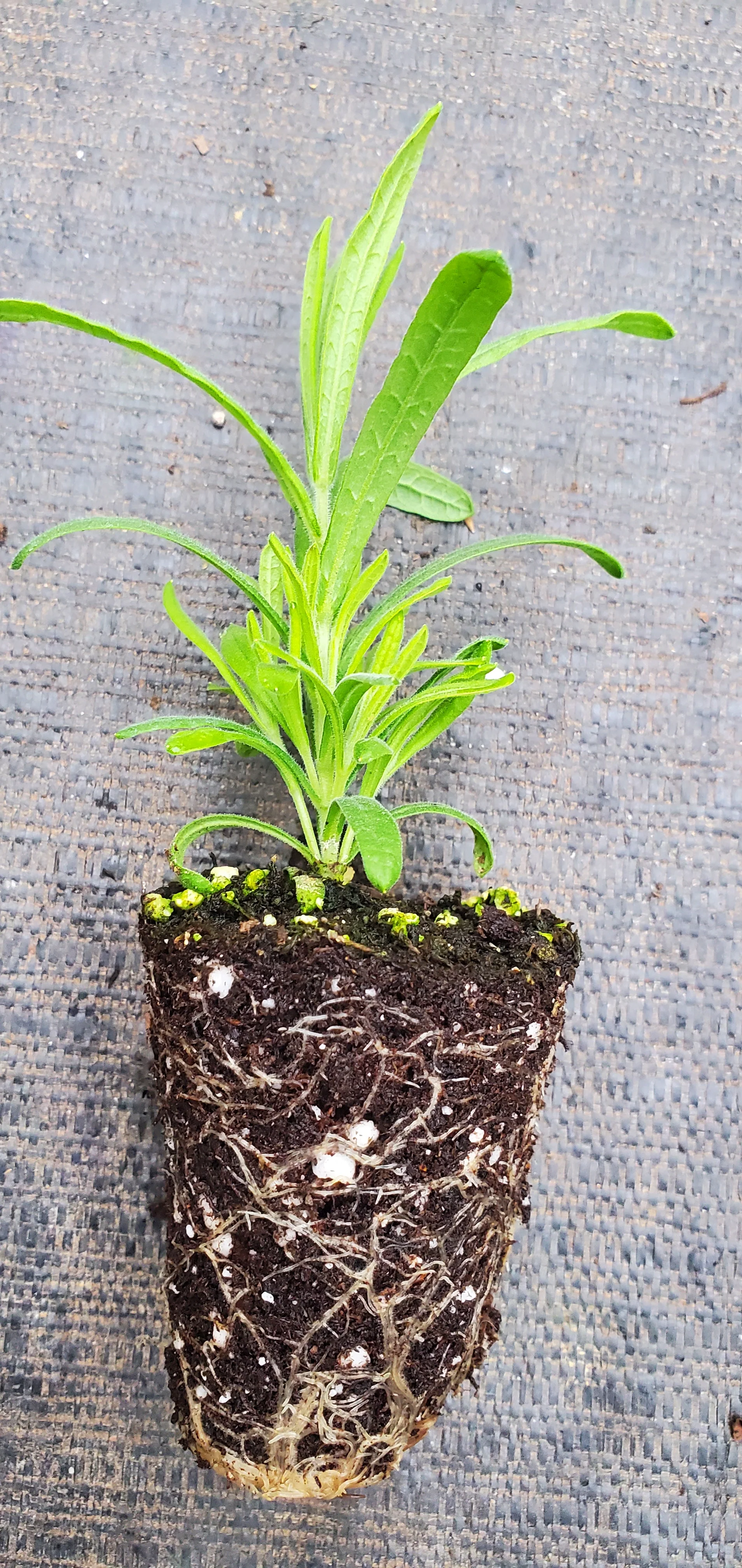 Lavender Viridis Yellow Blooming - Image 2
