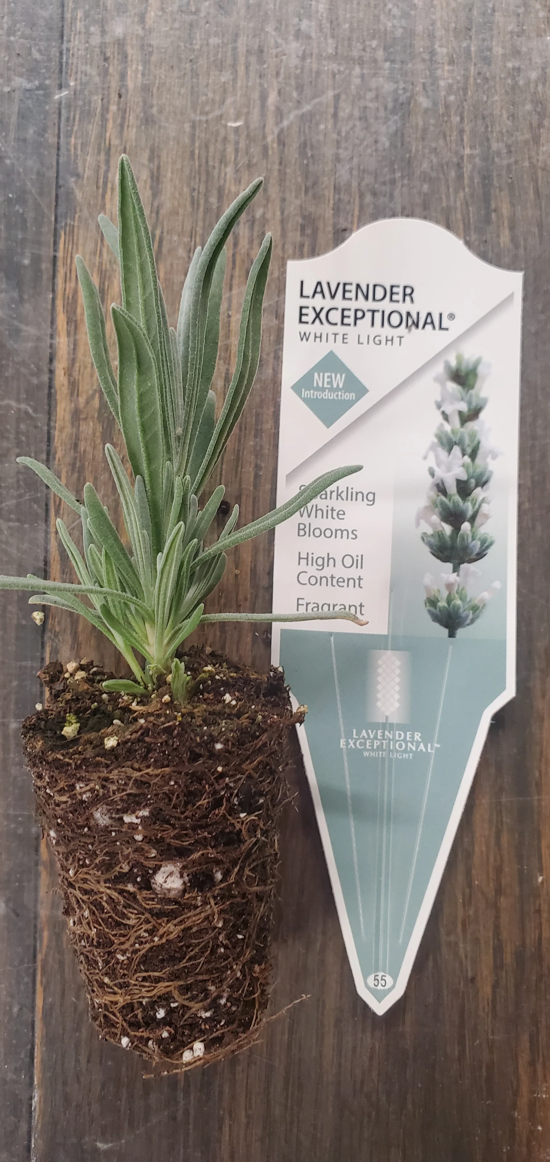 Lavender x intermedia Exceptional - Image 2