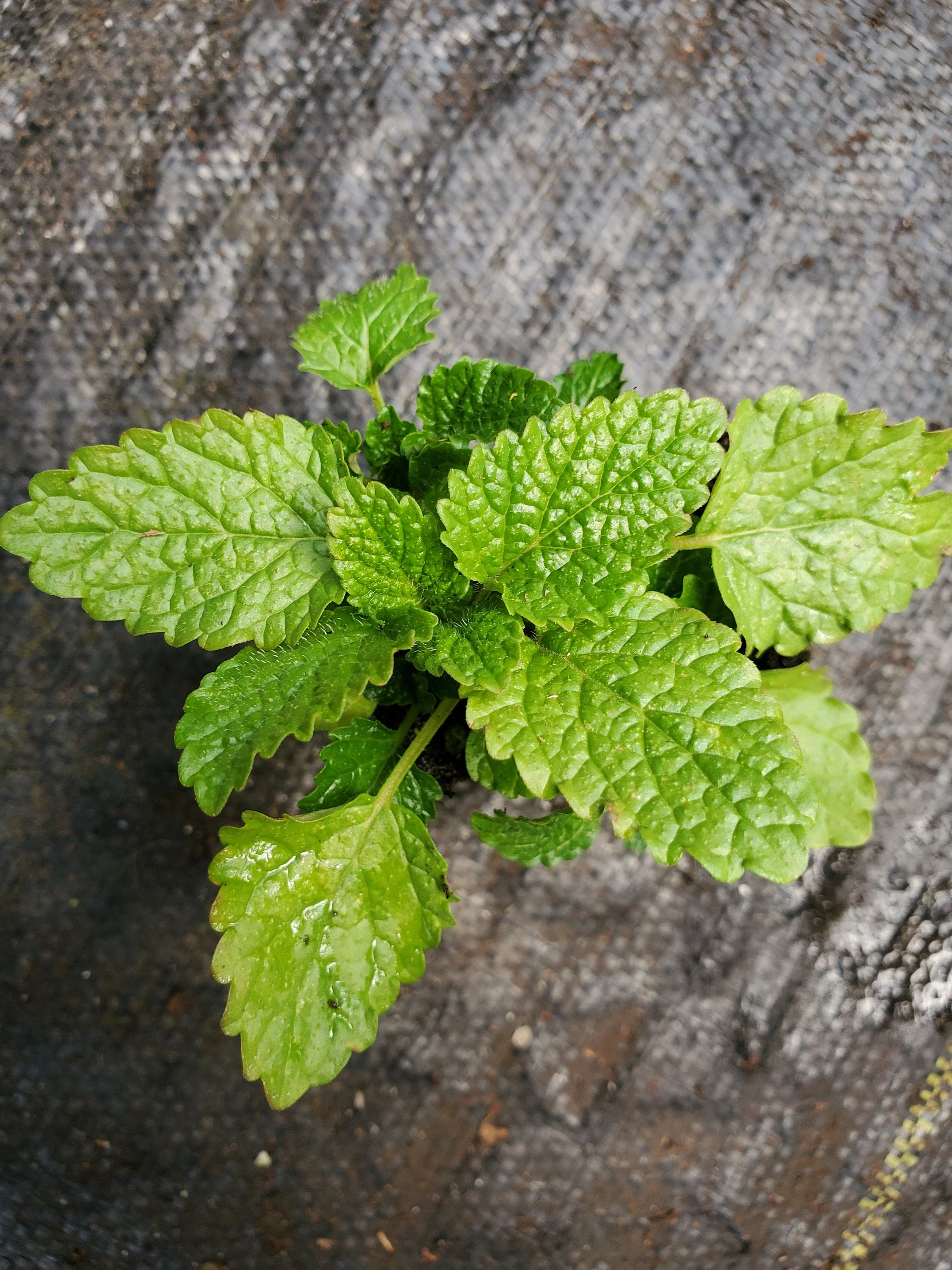 Lemon Balm