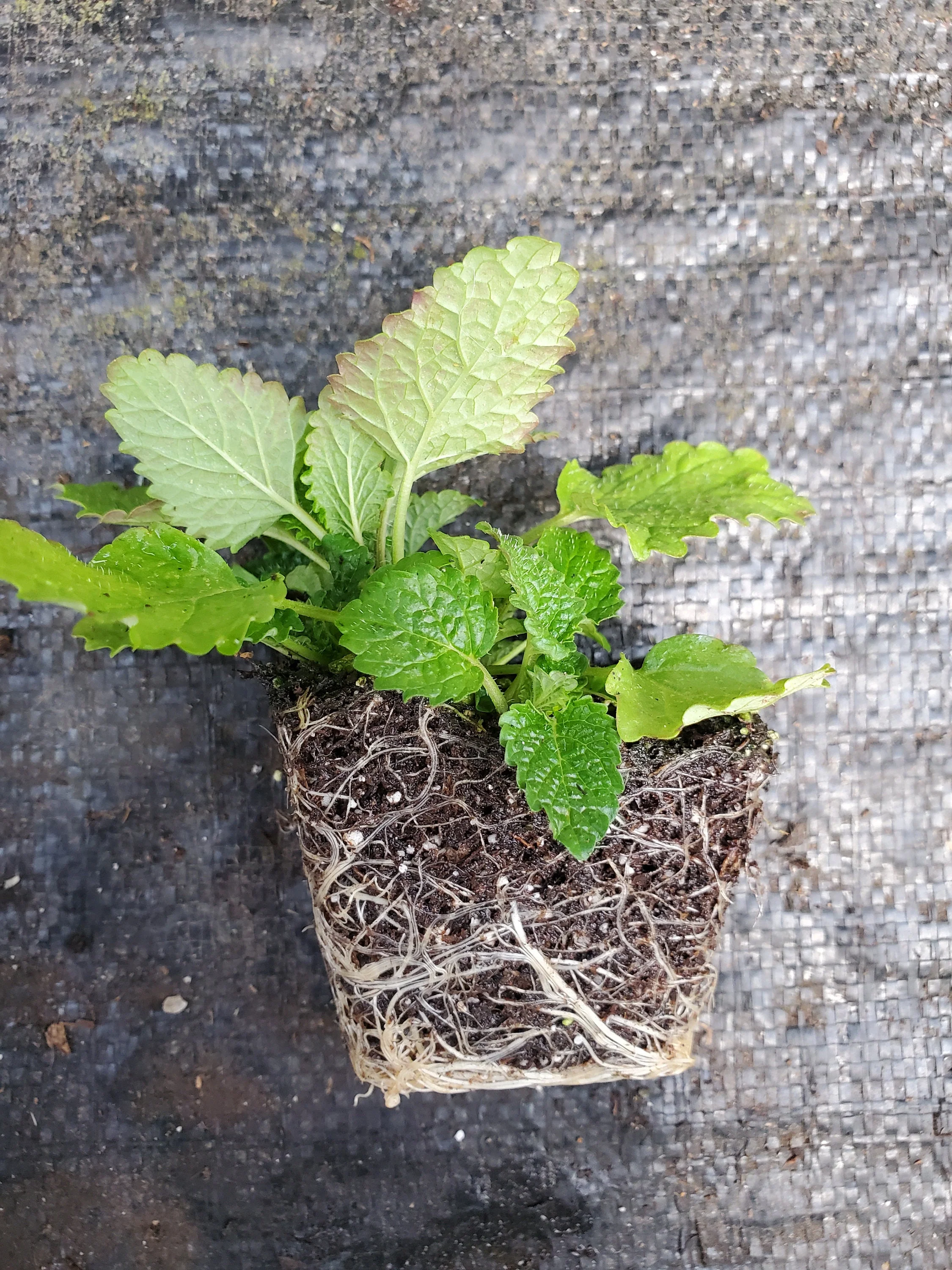 Lemon Balm - Image 2