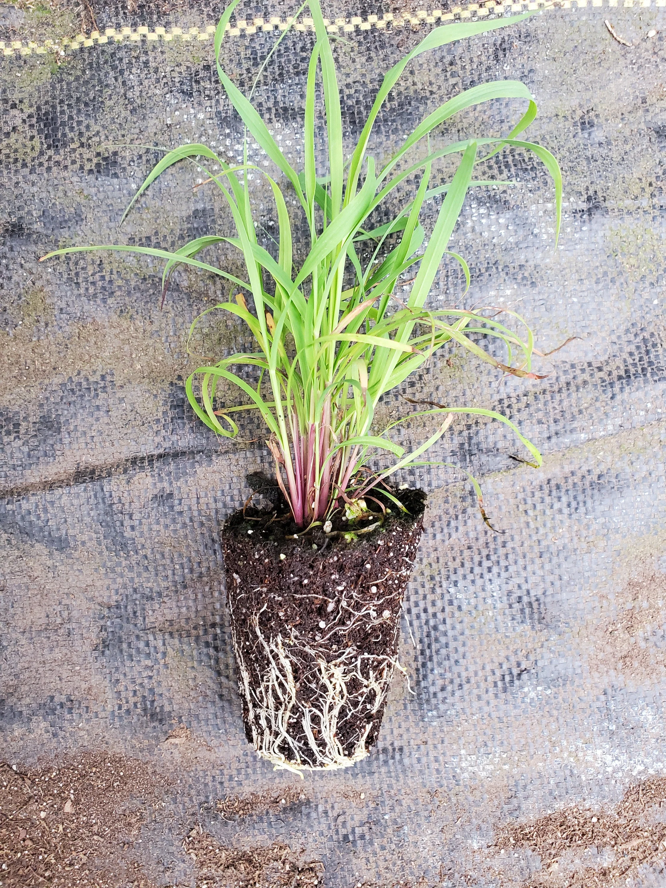Lemon Grass