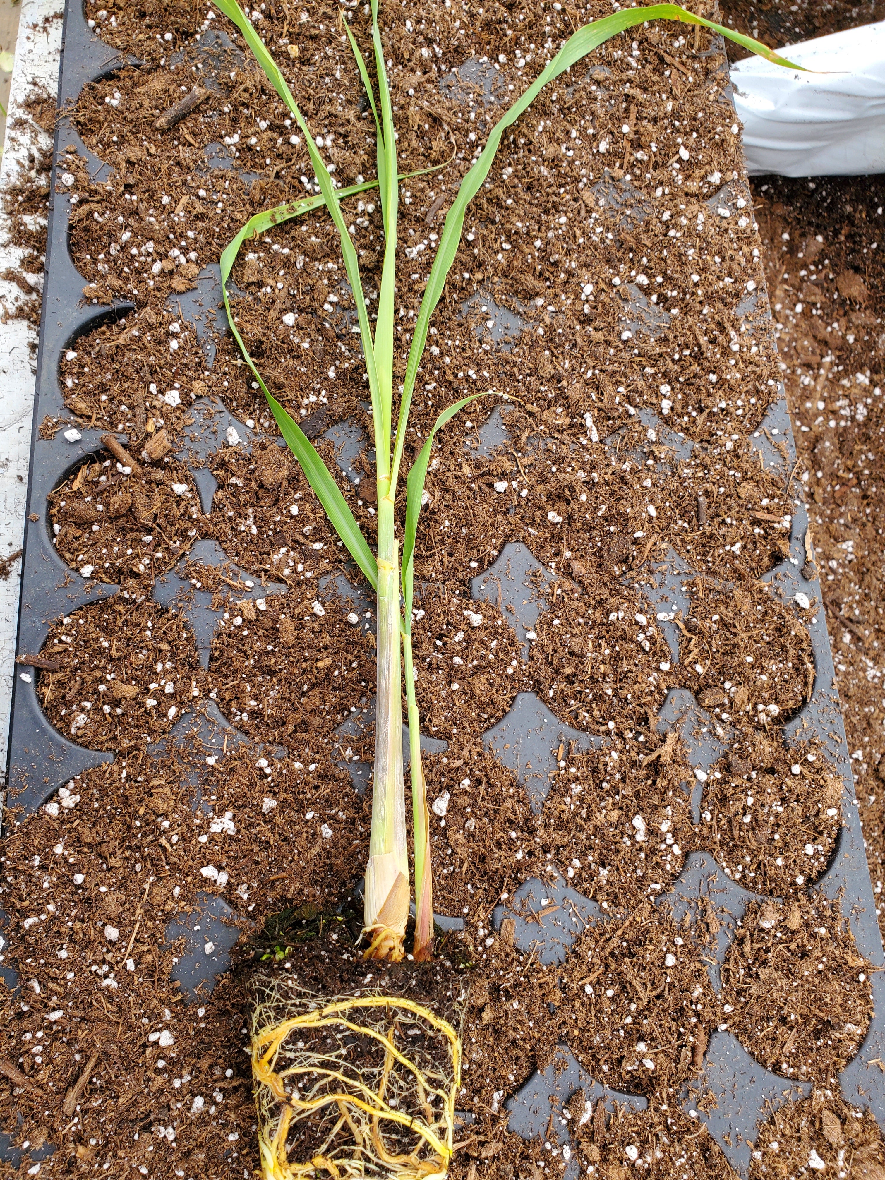 Lemon Grass West Indian