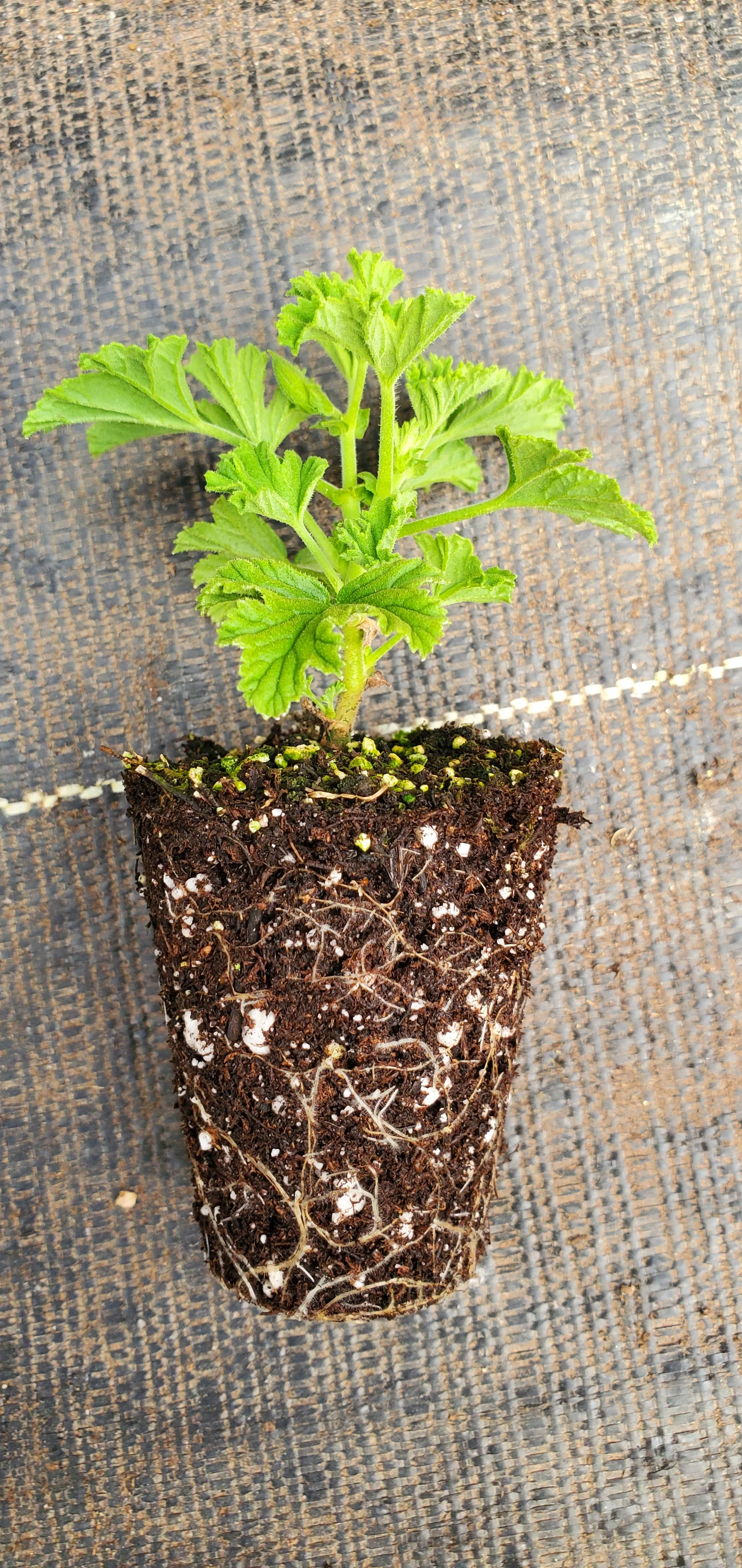 Lemon Meringue Pelargonium Scented Geranium - Image 2