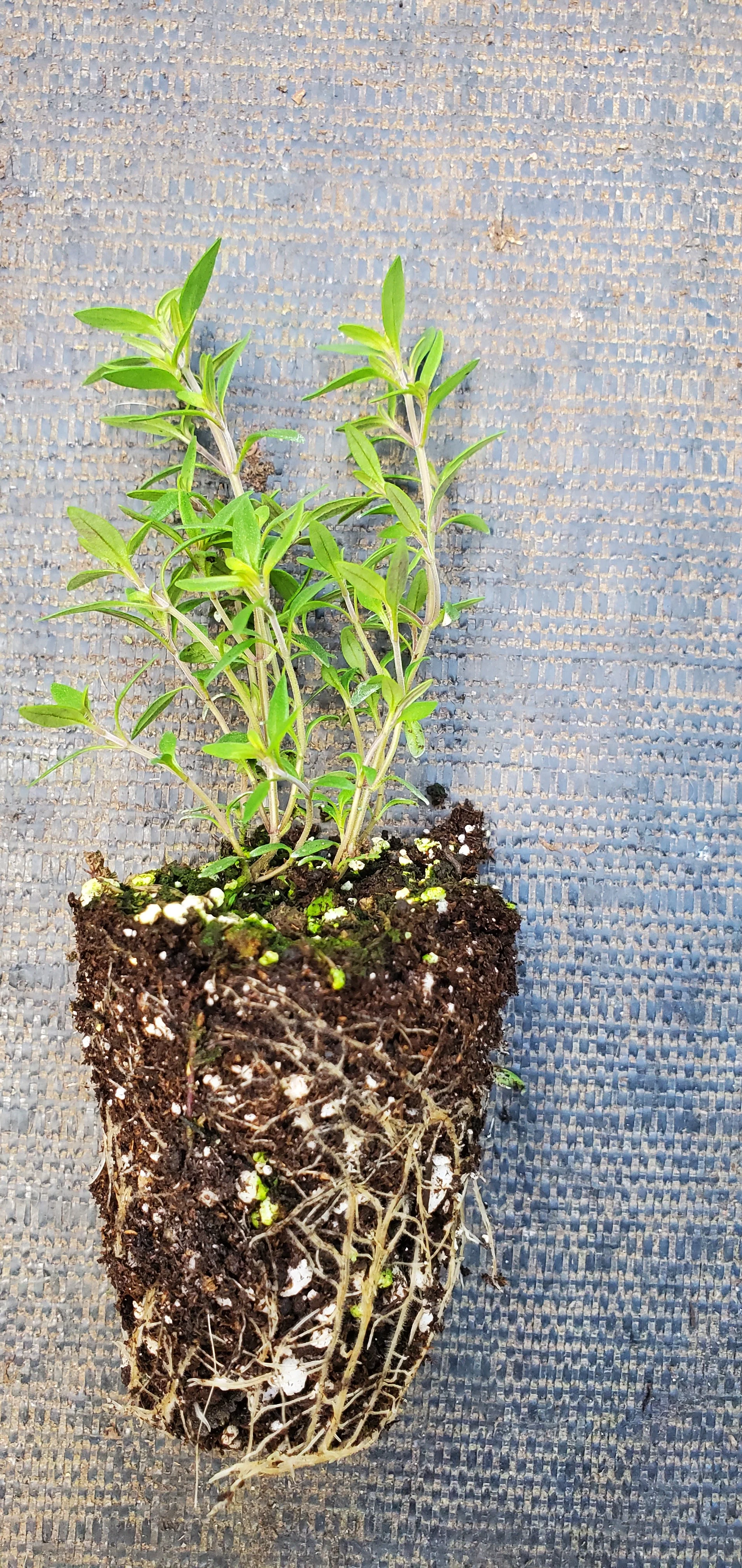 Lemon Mist Thyme - Image 2