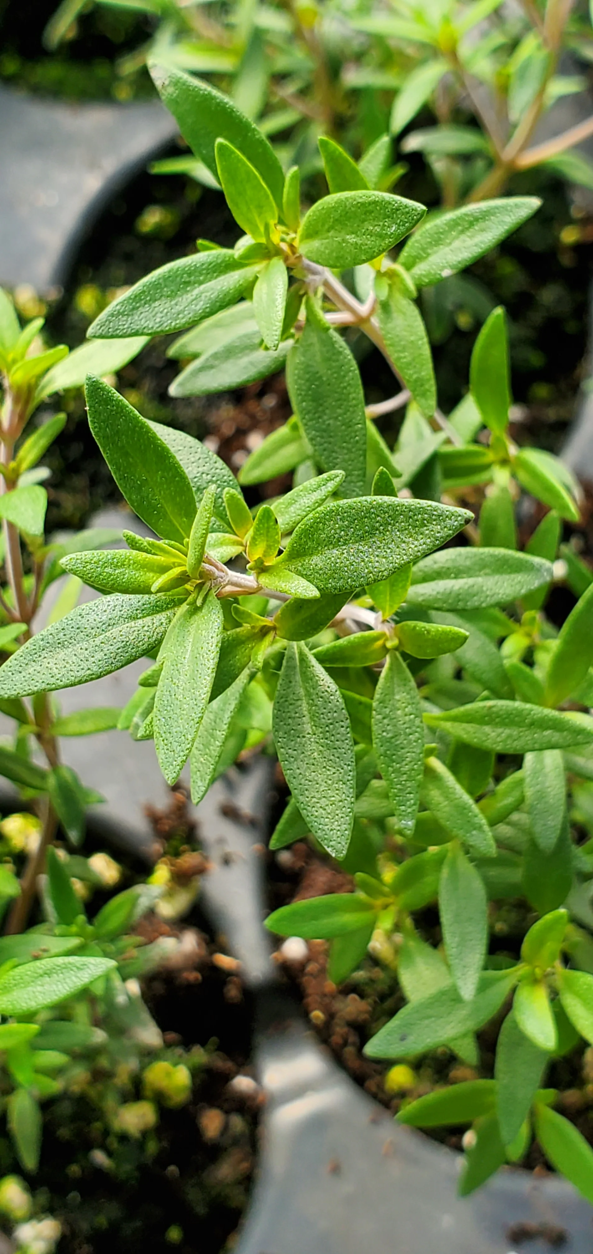 Lemon Mist Thyme - Image 3