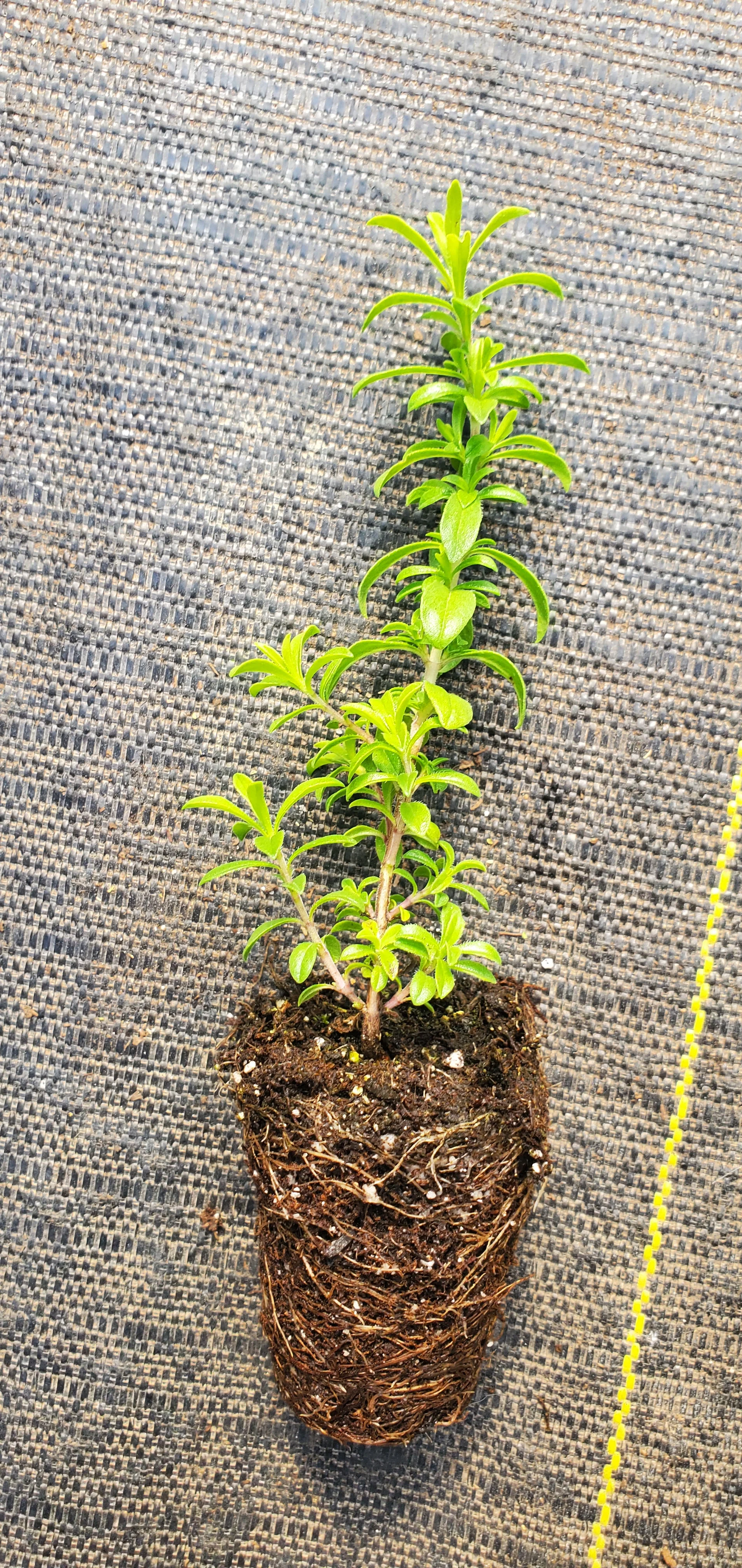 Lemon Winter Savory - Image 2