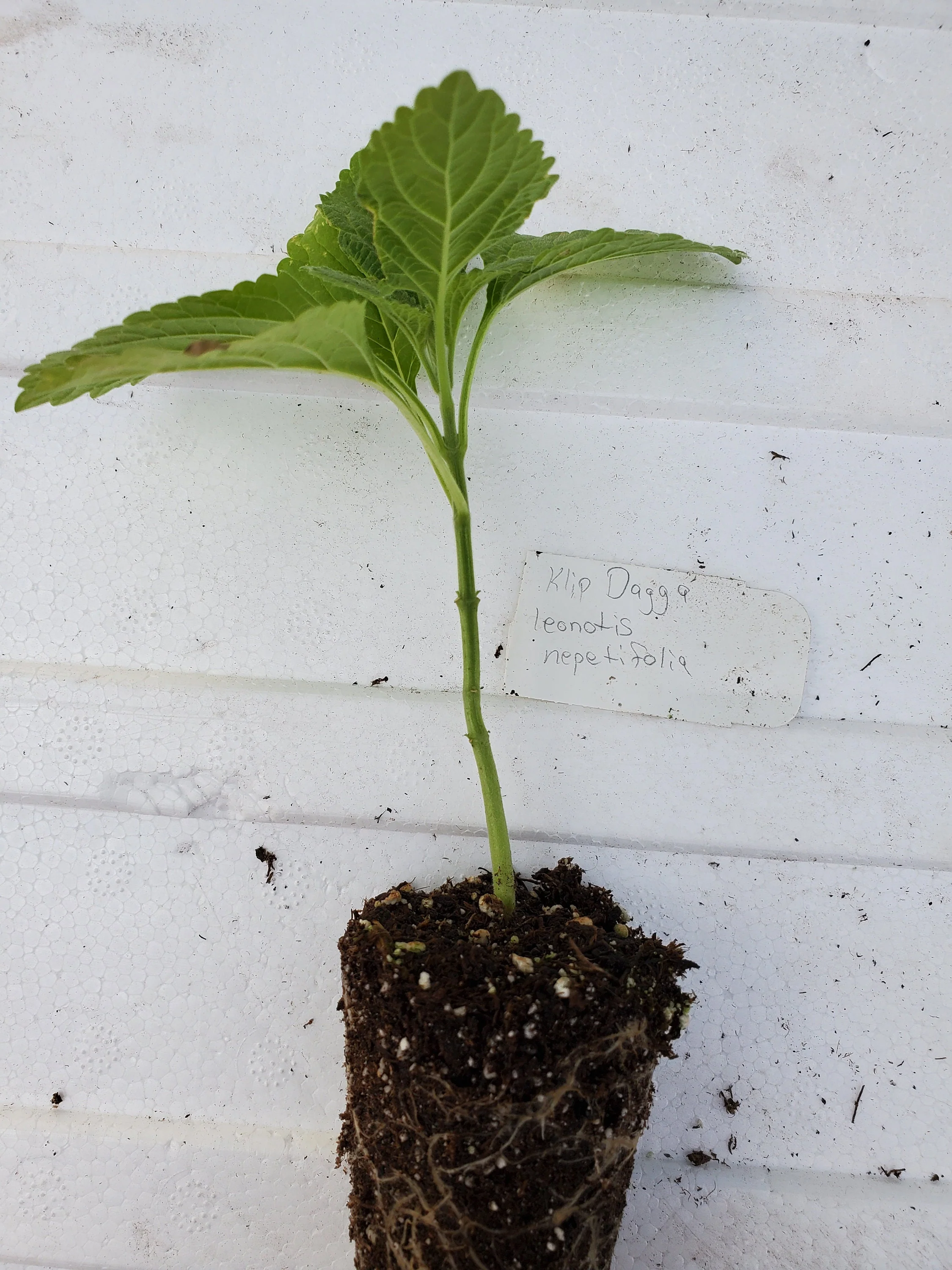 Leonotis Nepetifolia - Image 2