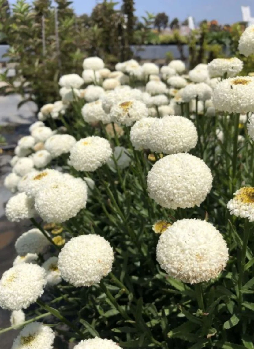 Leucanthemum Realflor Real Tiny Bubbles - Image 3