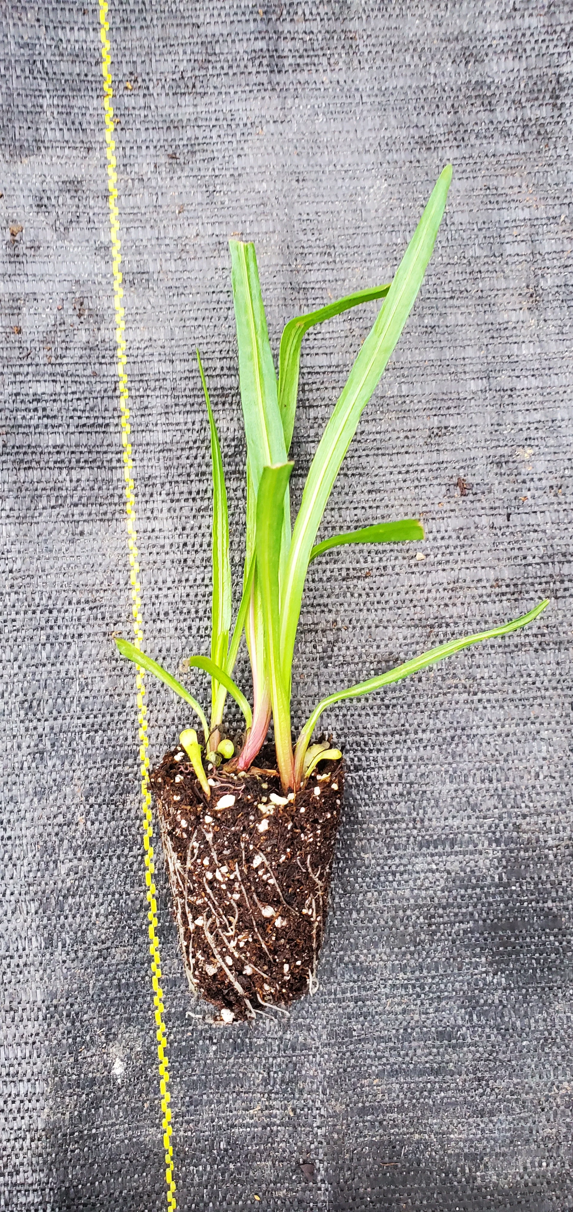 Liatris spicata Floristan Violet
