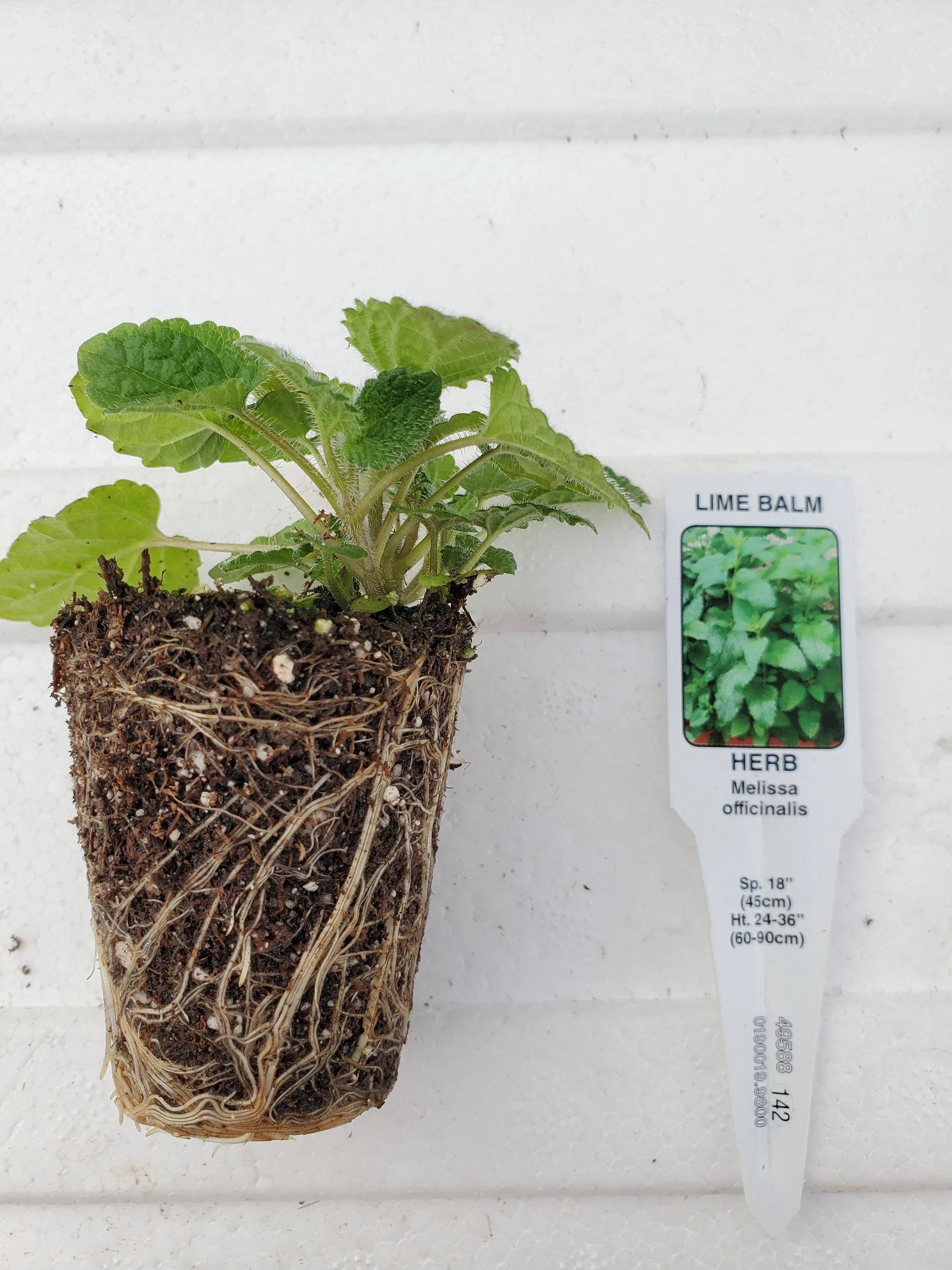Lime Balm - Image 2