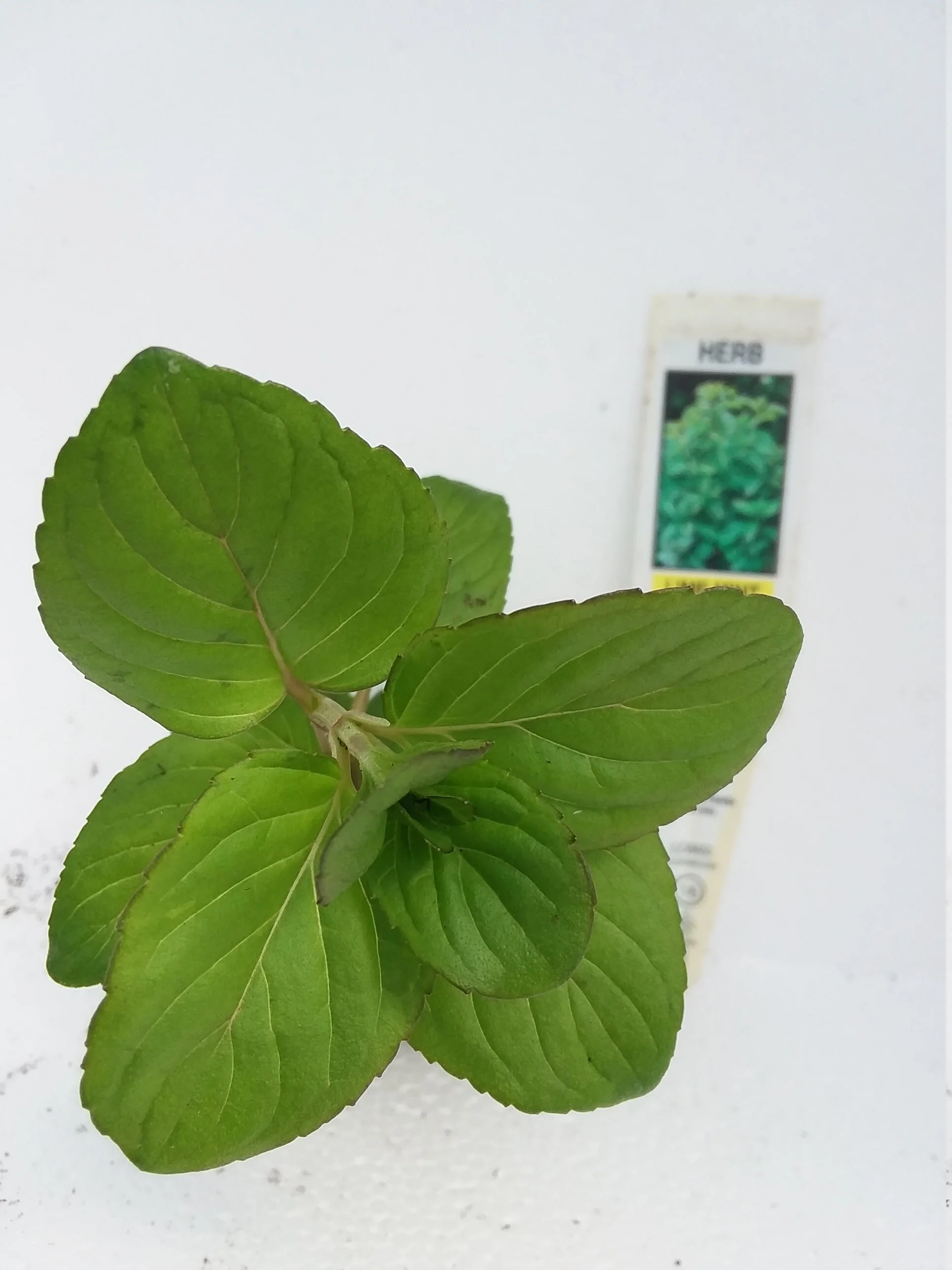 Lime Mint - Image 2
