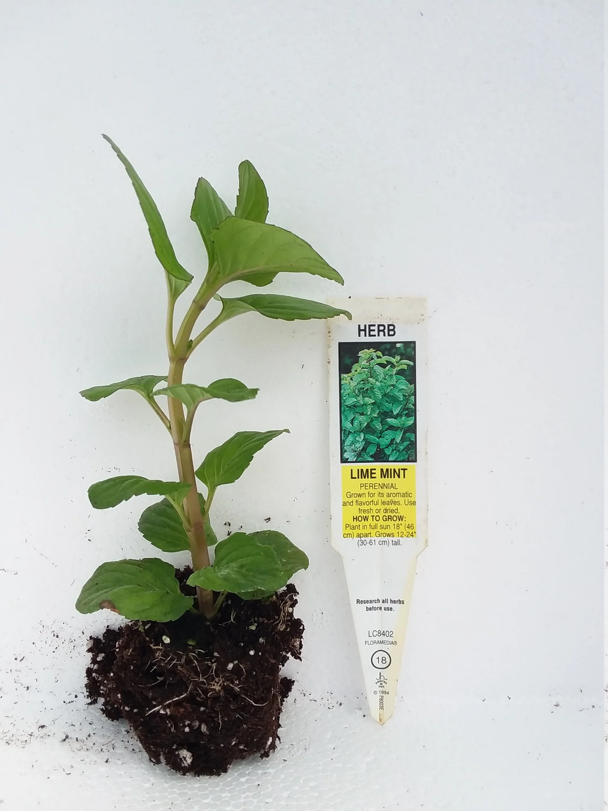 Lime Mint - Image 3