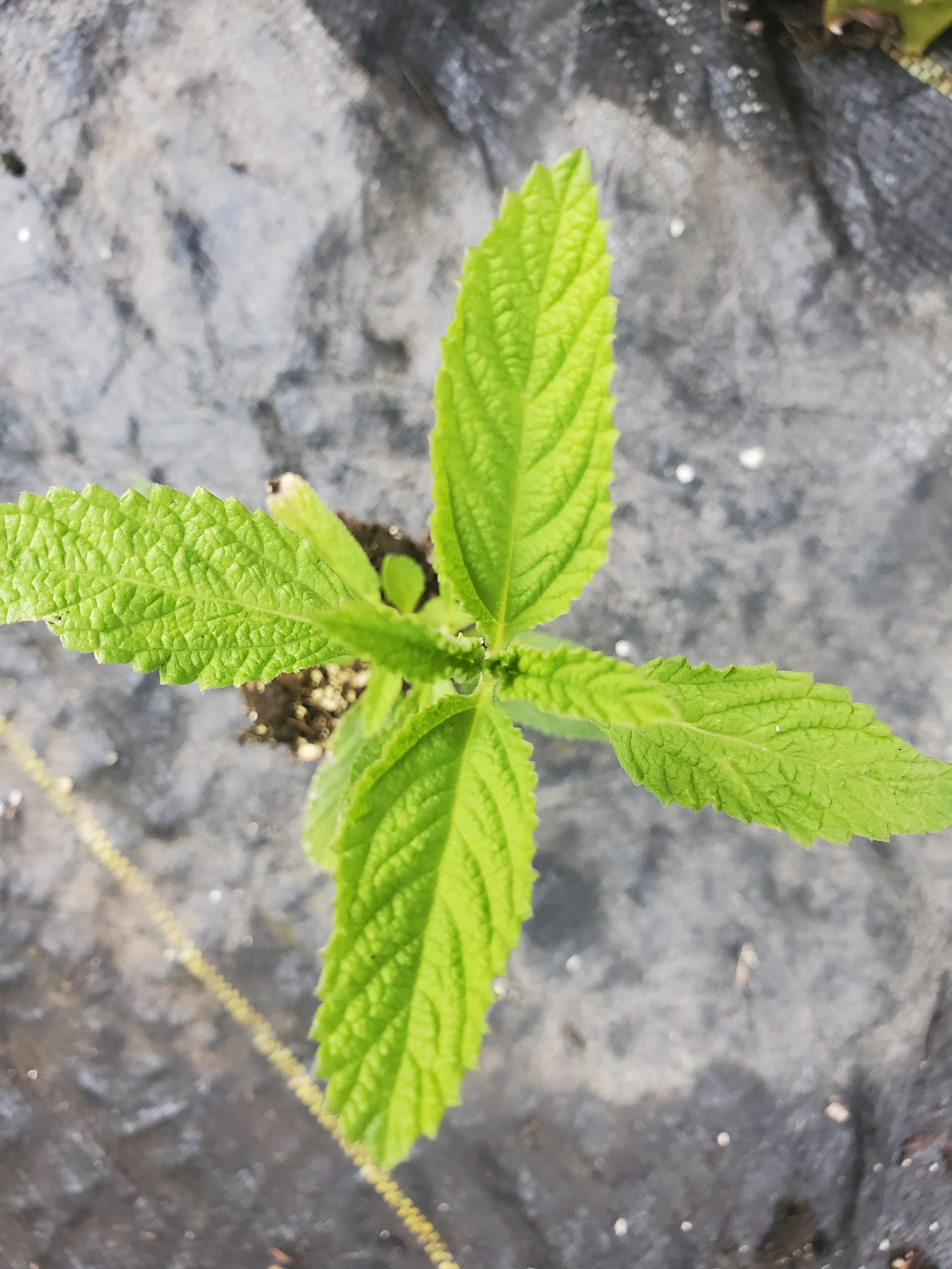 Lippia Alba