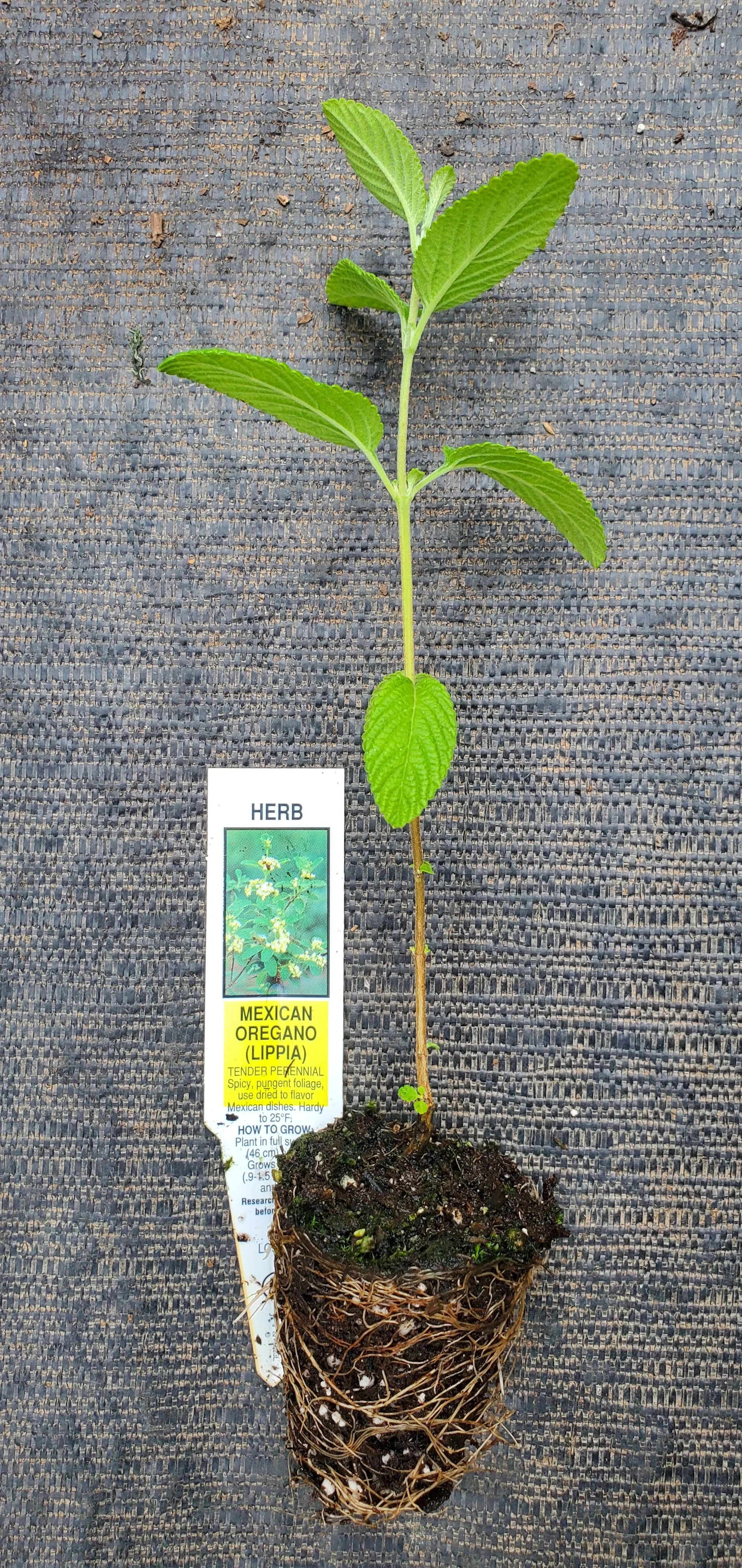 Lippia Graveolens - Image 2