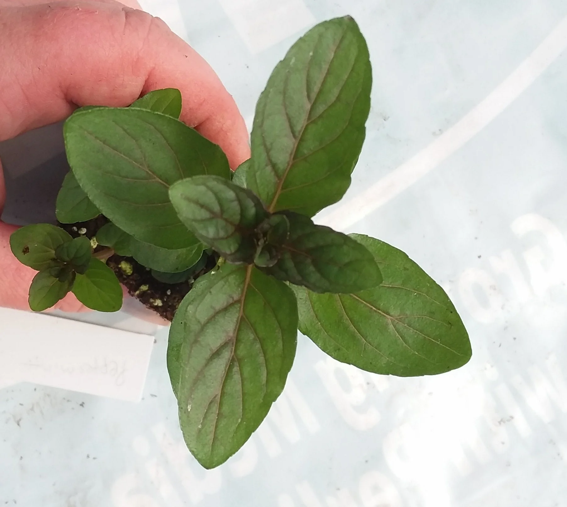Live Peppermint Plant Dark Leaved mint
