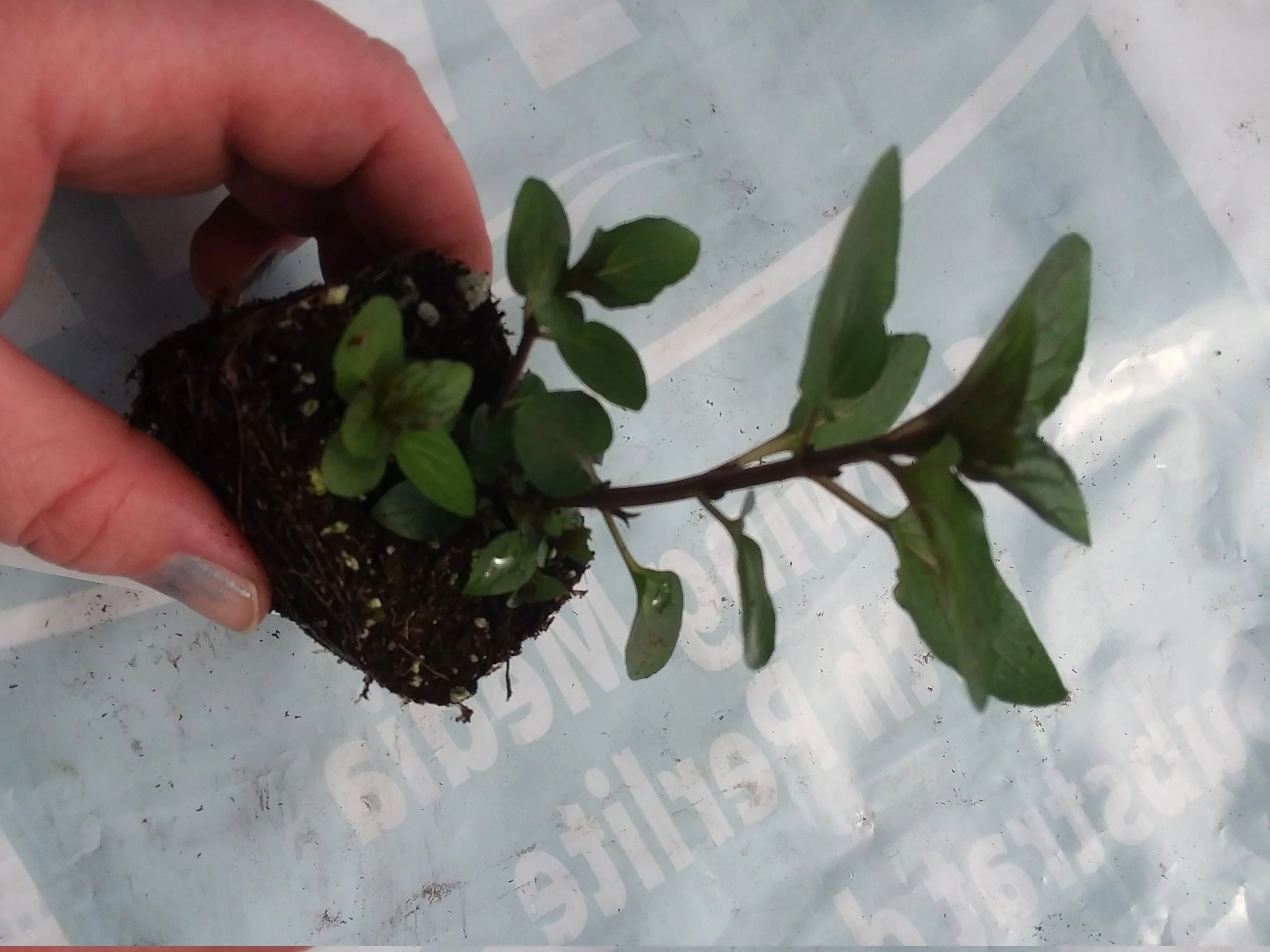 Live Peppermint Plant Dark Leaved mint - Image 2