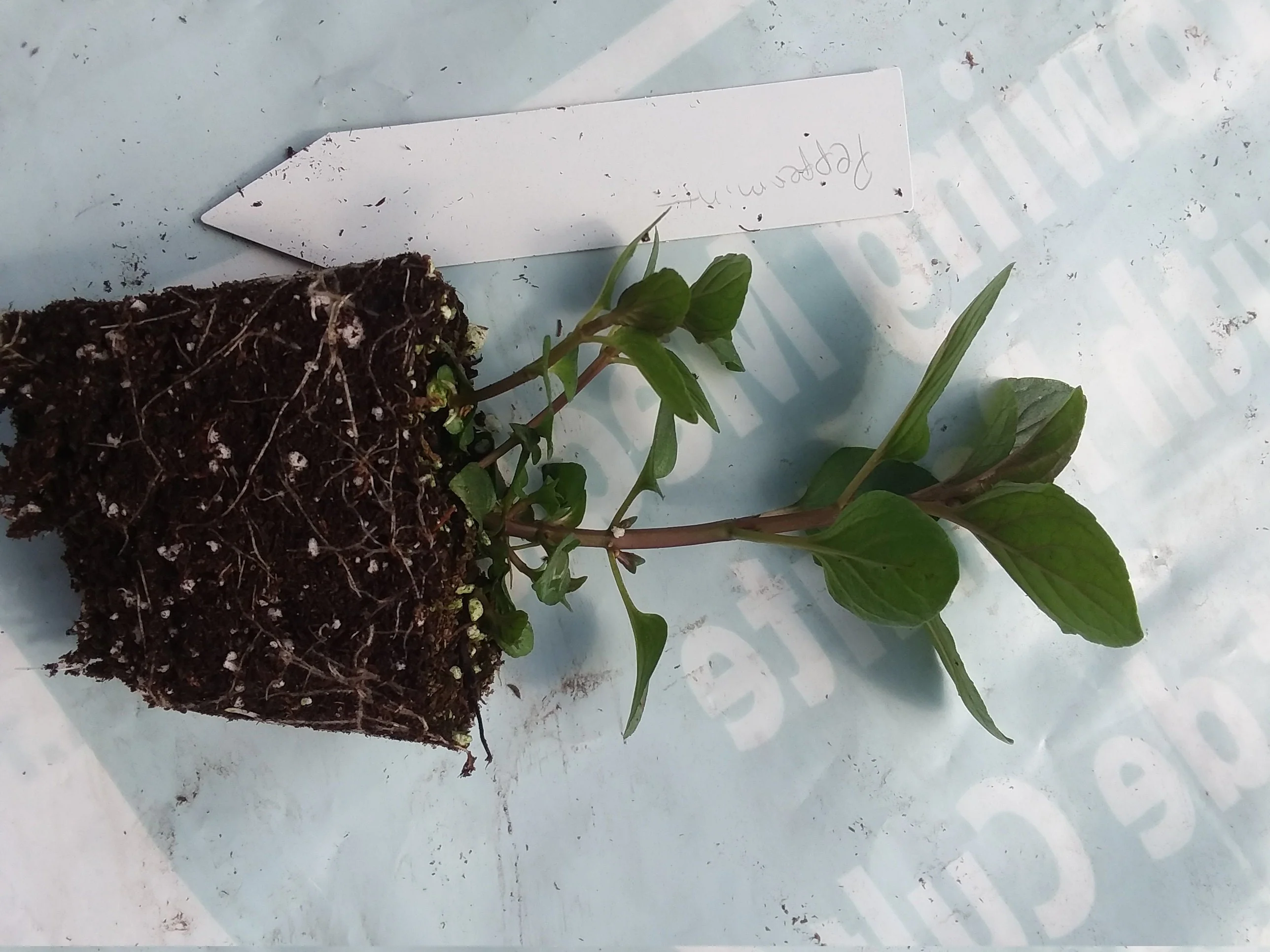 Live Peppermint Plant Dark Leaved mint - Image 3