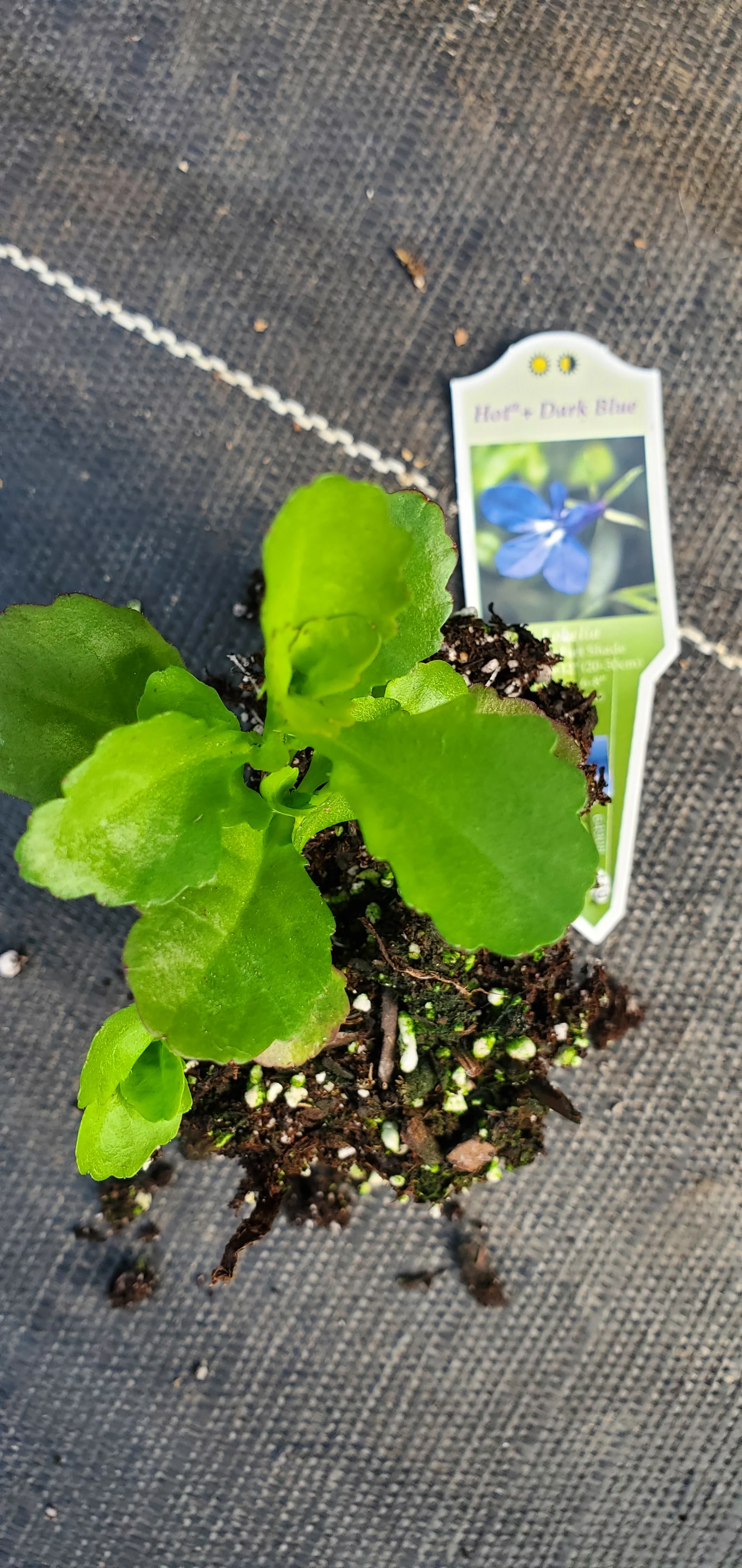 Lobelia Hot + Dark Blue - Image 2