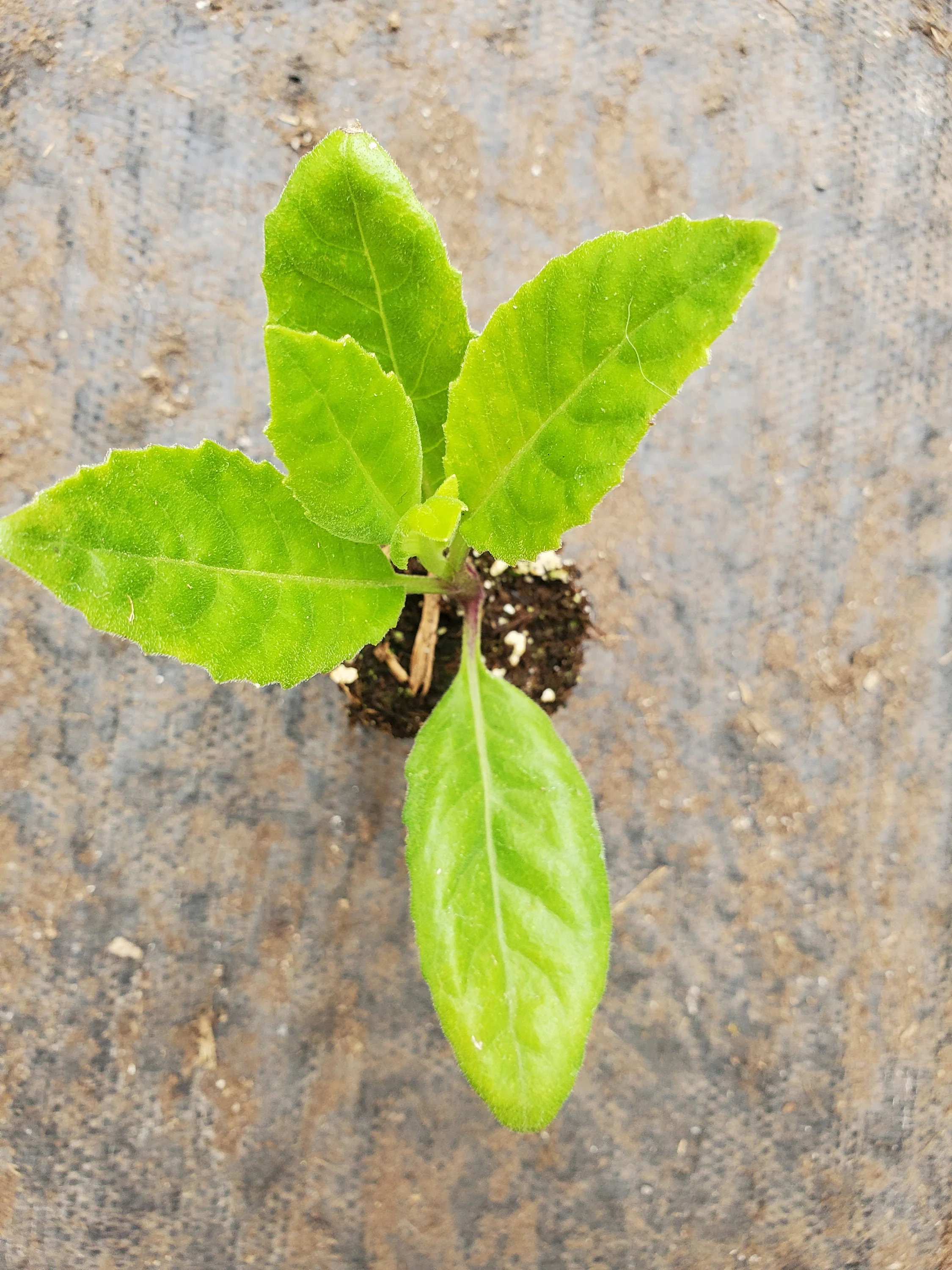 Longevity Spinach Gynura Procumbens