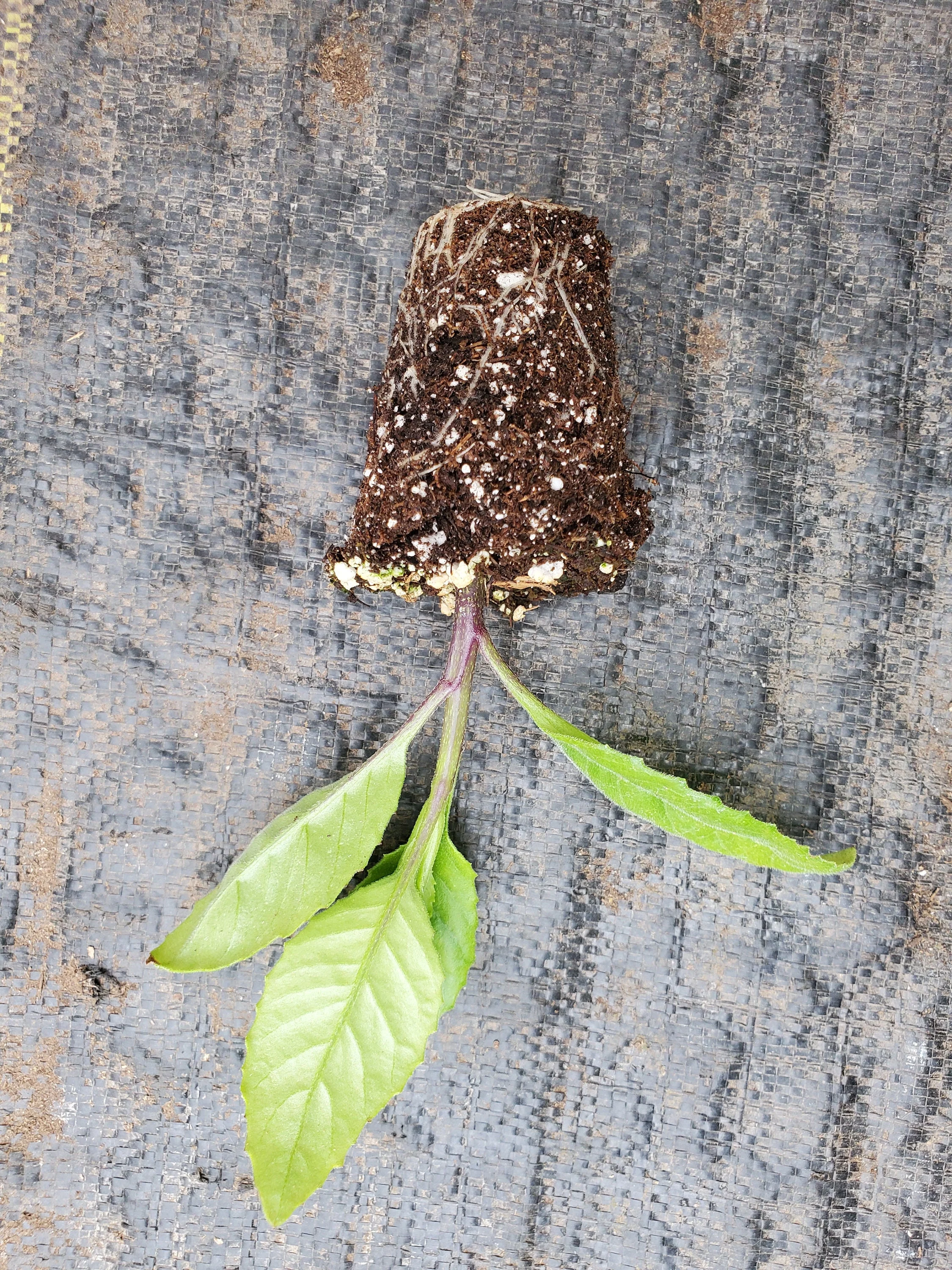 Longevity Spinach Gynura Procumbens - Image 2