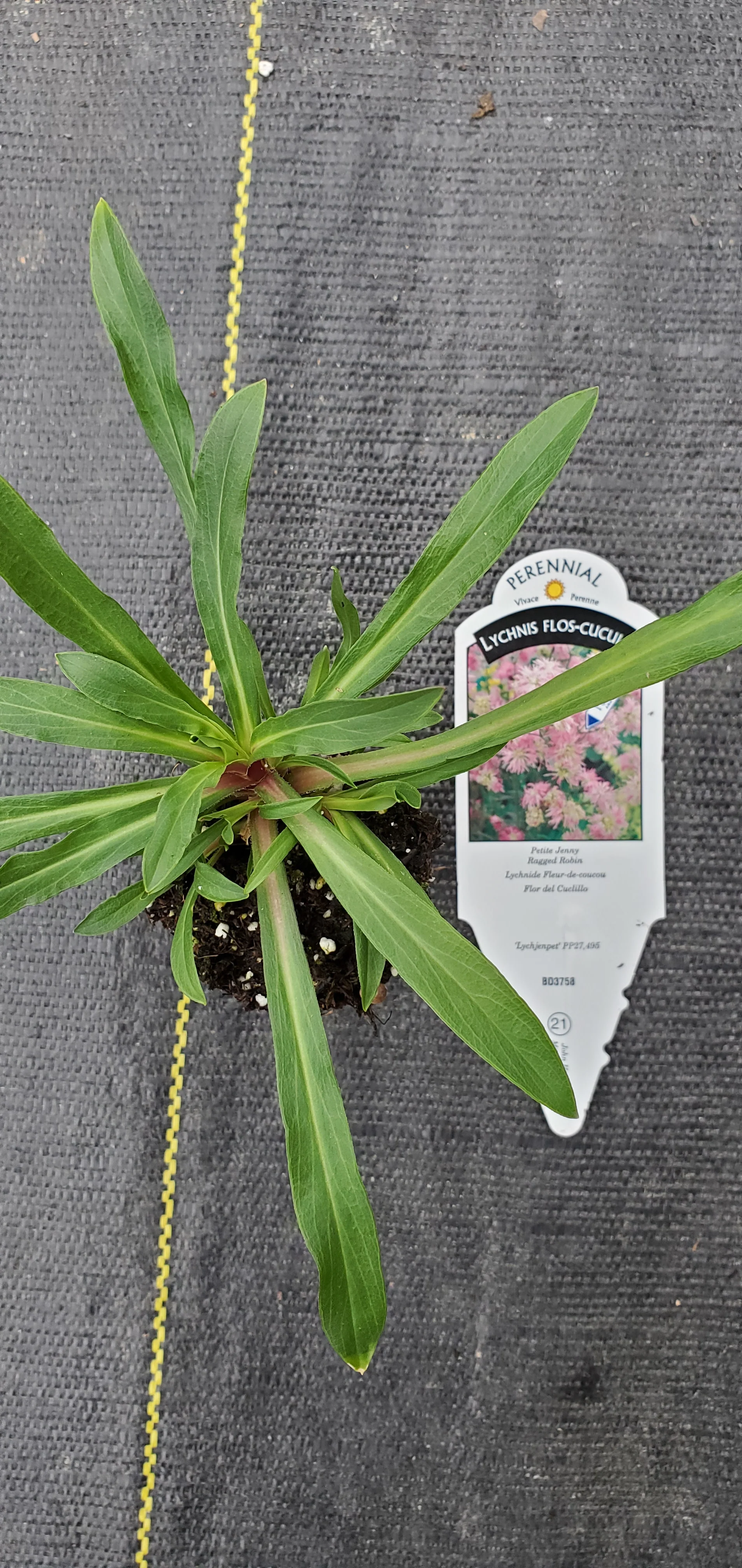 Lychnis Petite Jenny