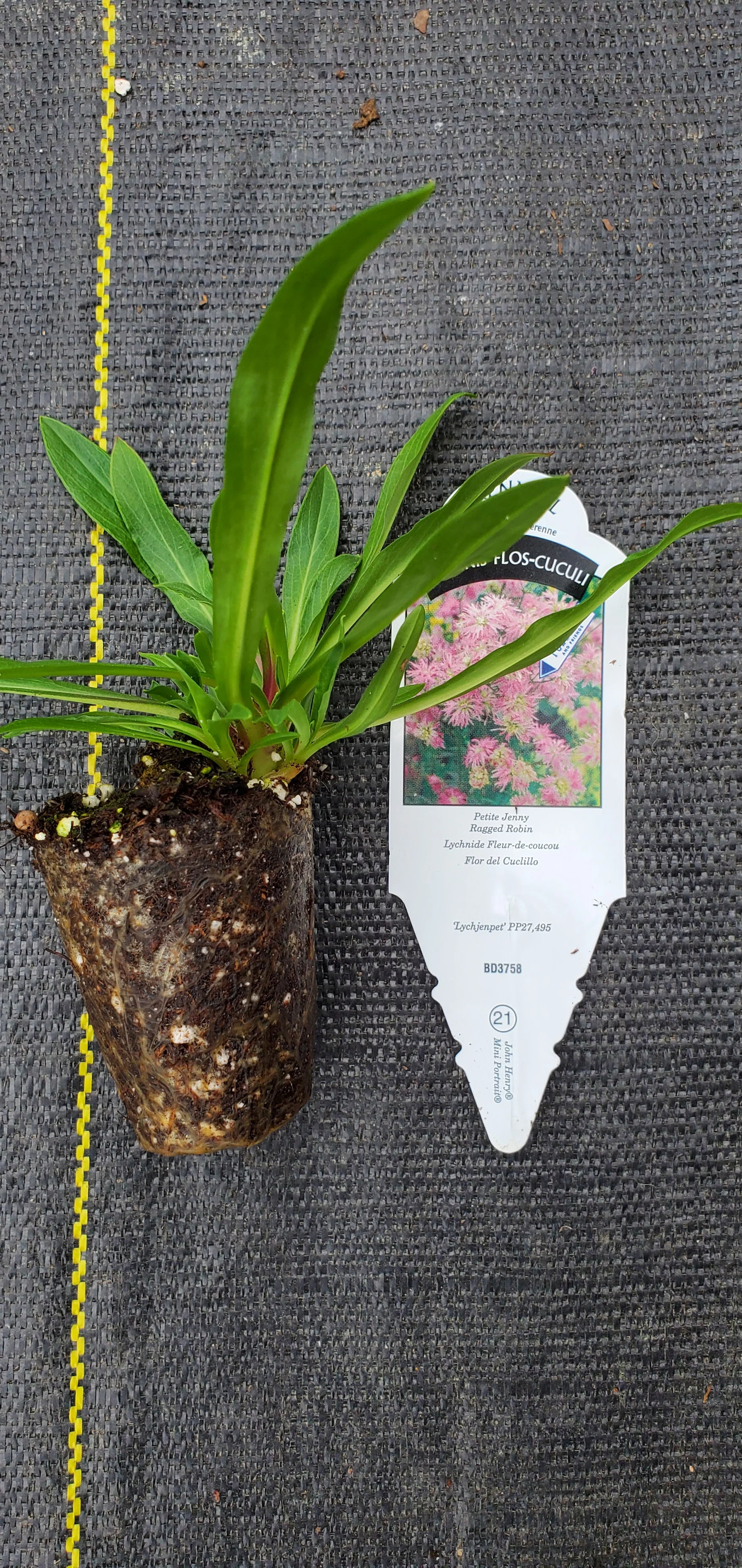 Lychnis Petite Jenny - Image 2
