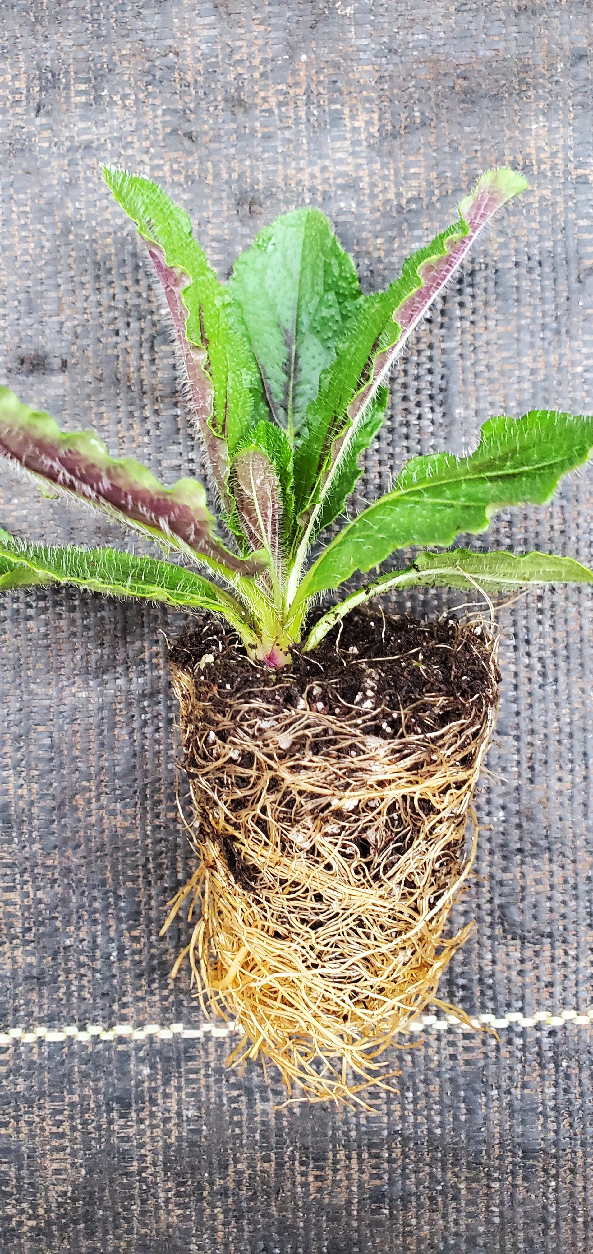Lyre Leaf Sage Salvia Lyrata - Image 2