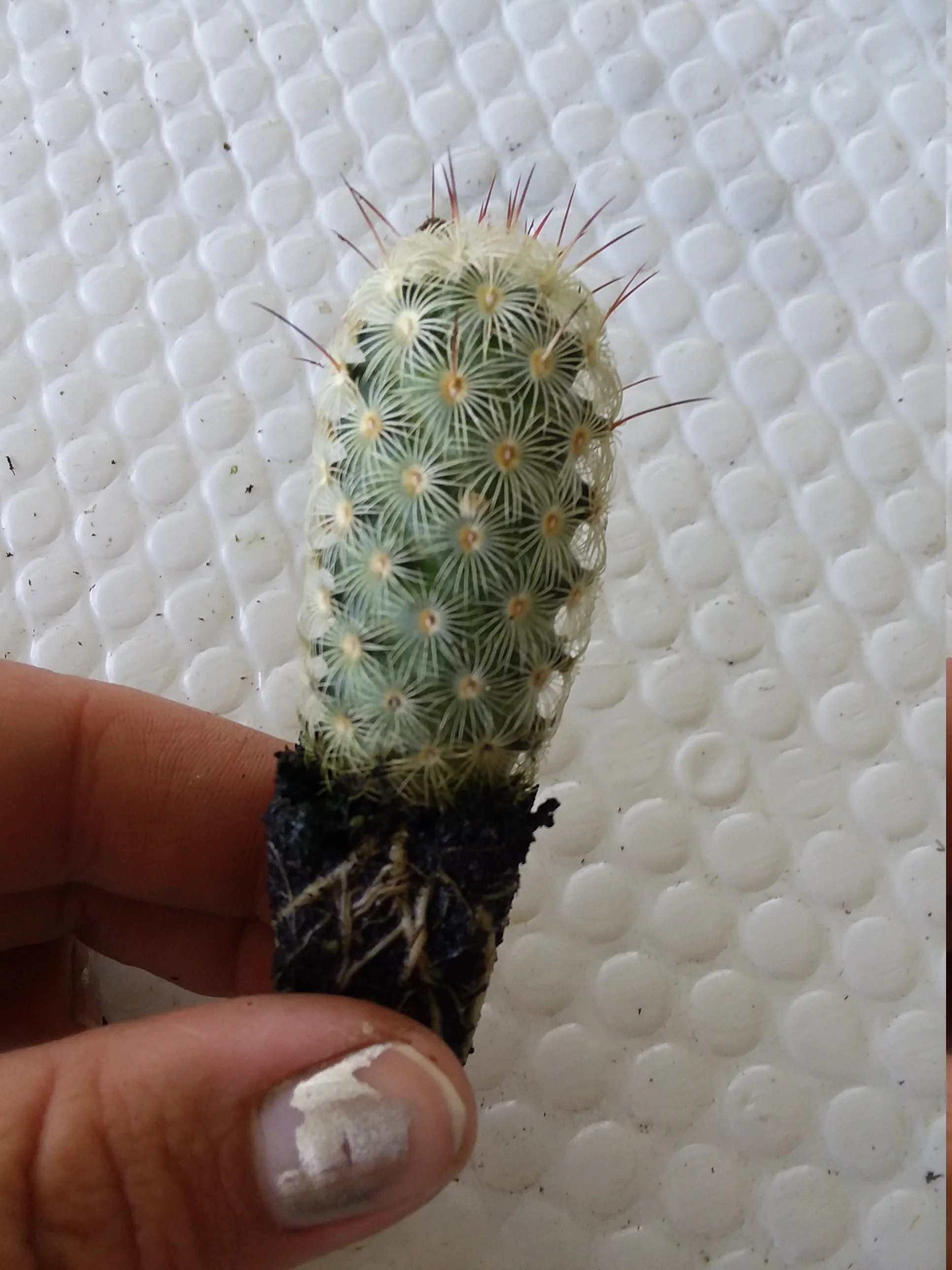 Mammilaria Elongata Cactus - Image 2
