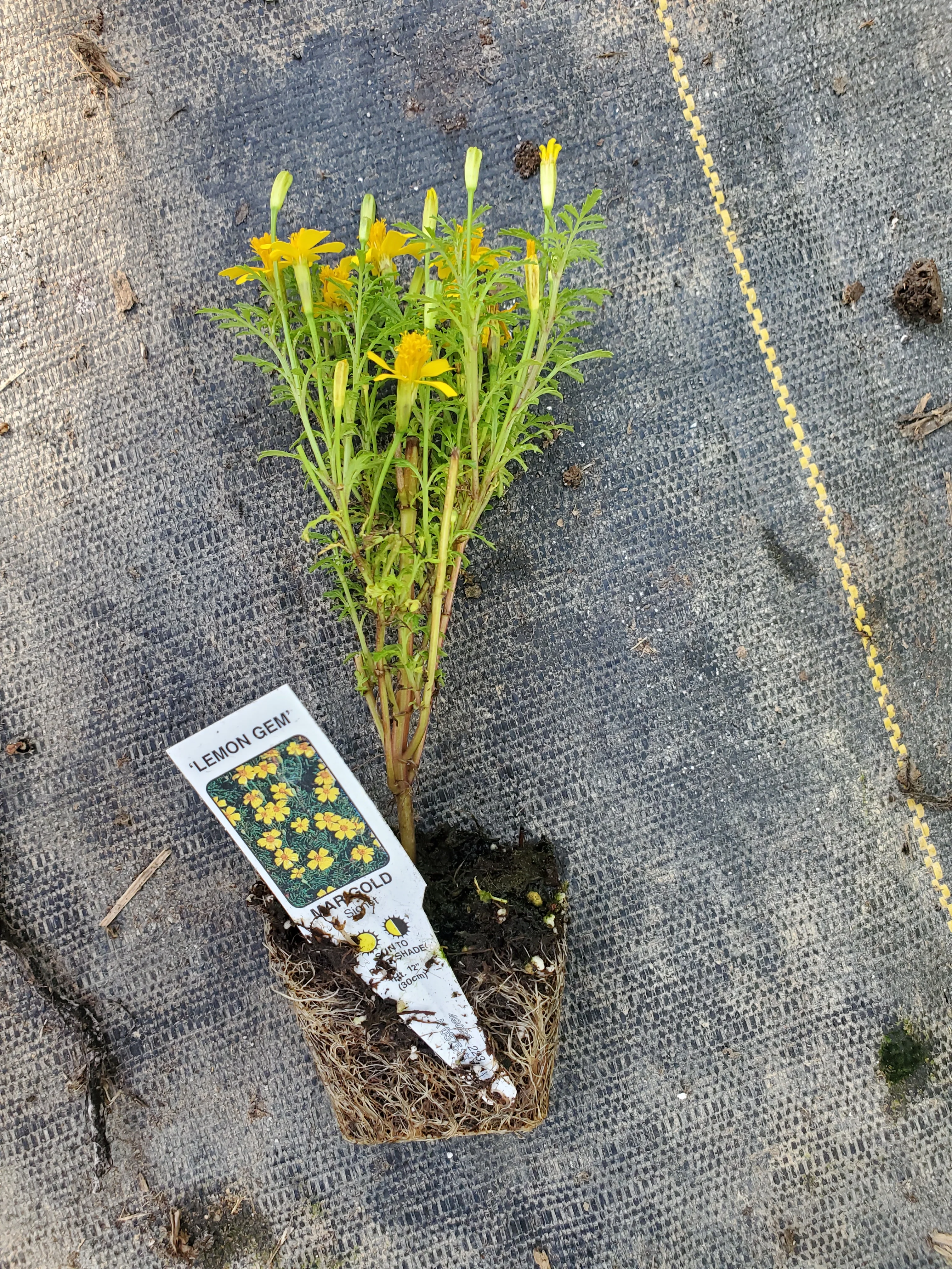 Marigold Lemon Gem - Image 2