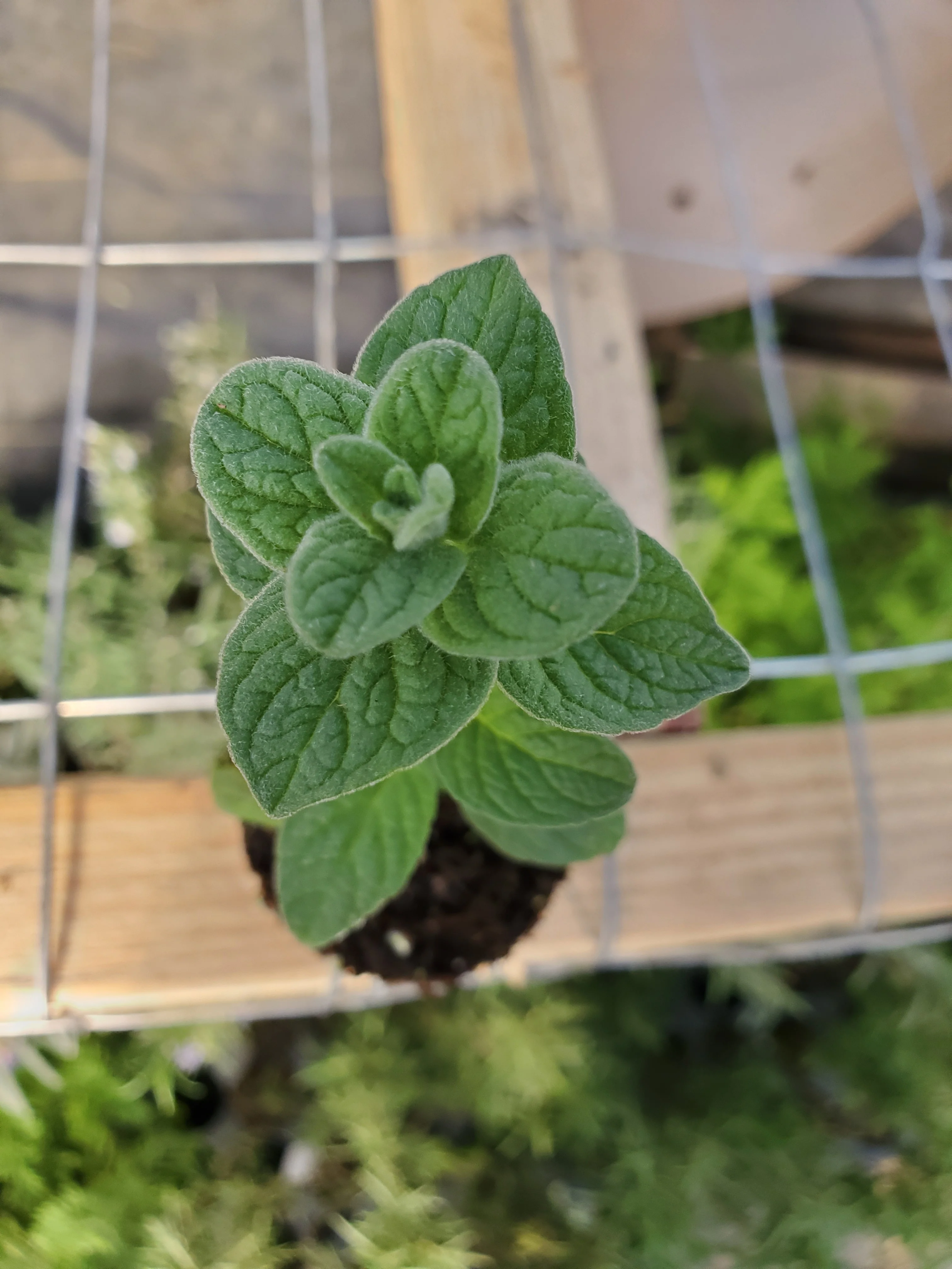 Marjorana Syriaca - Image 2