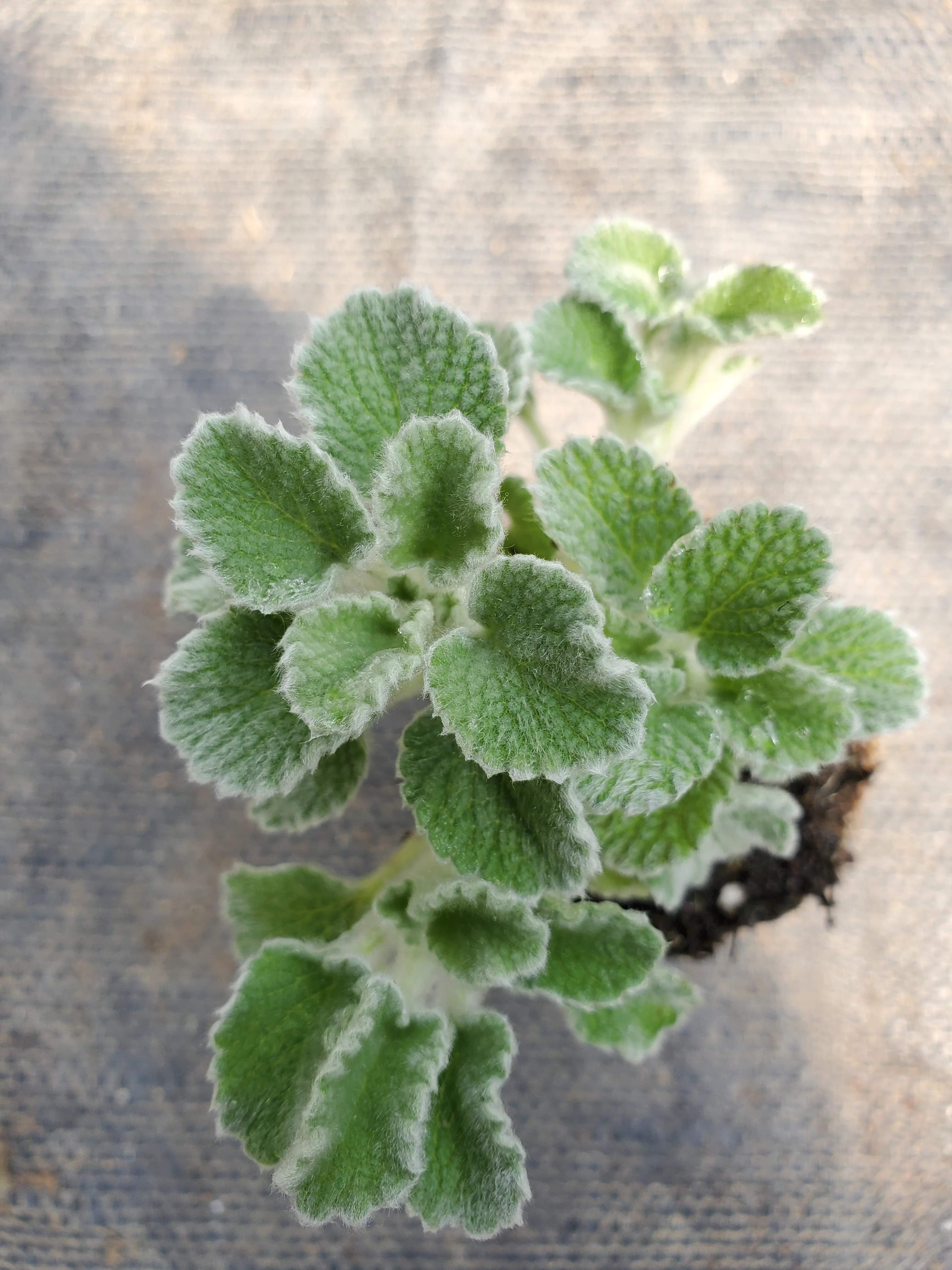 Marrubium incanum