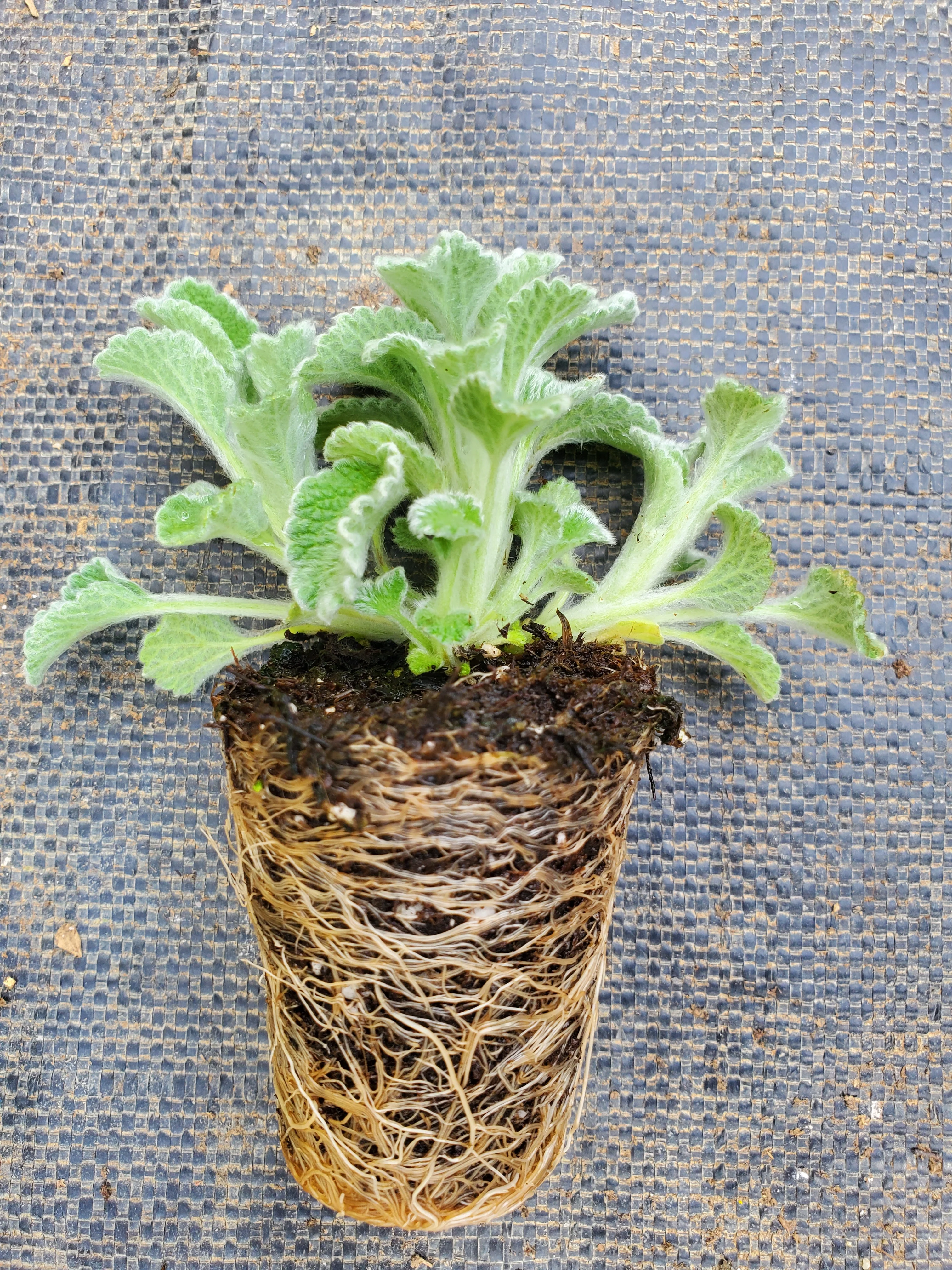 Marrubium incanum - Image 2