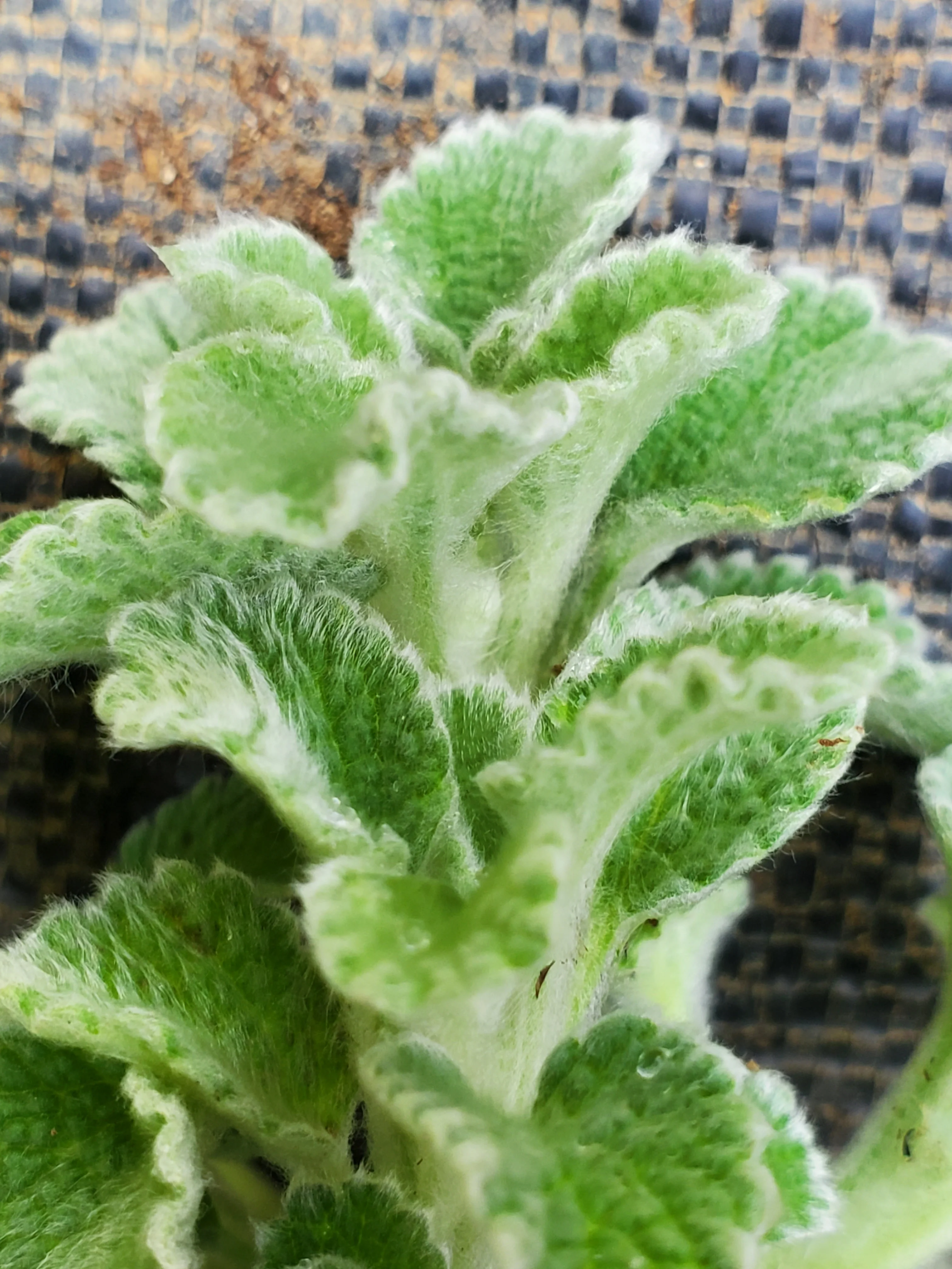 Marrubium incanum - Image 3