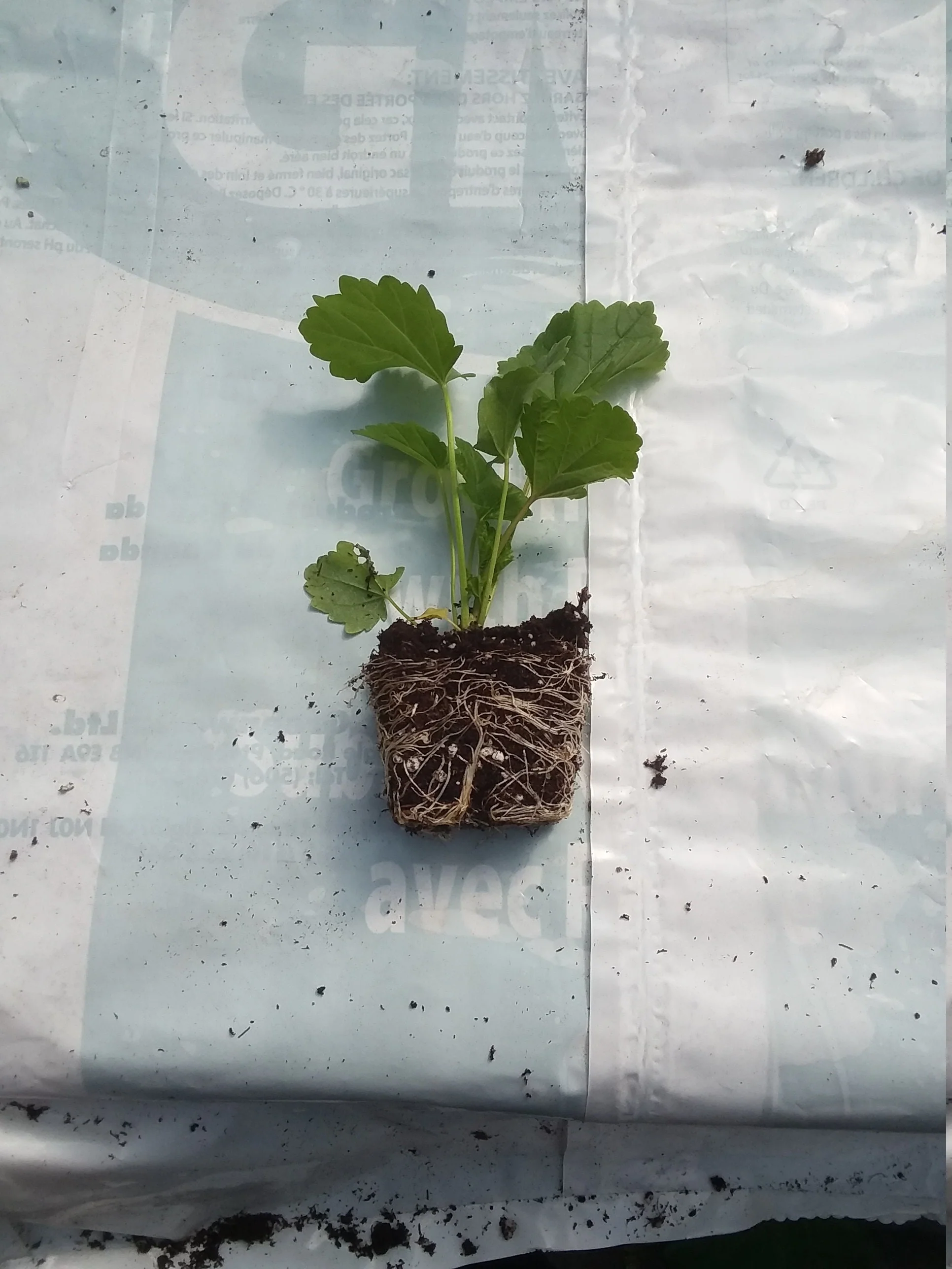 Marshmallow althea officinalis - Image 2