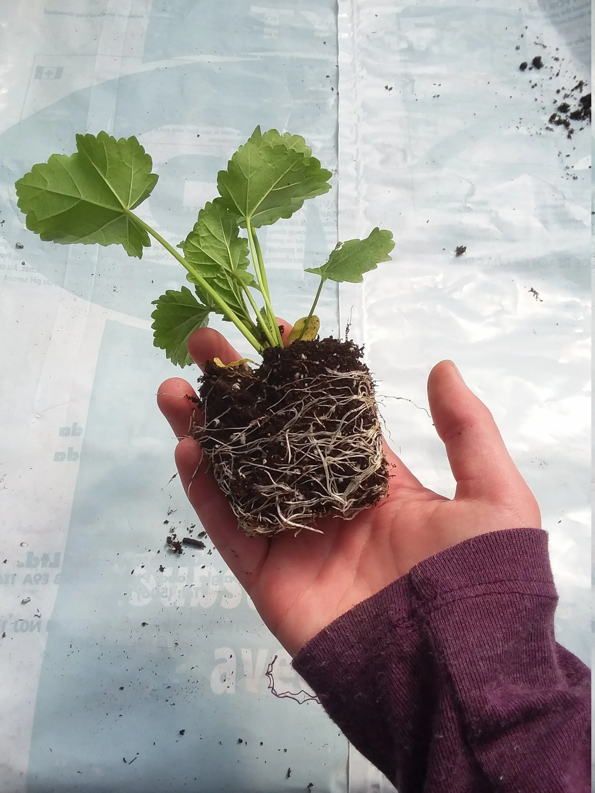 Marshmallow althea officinalis - Image 3