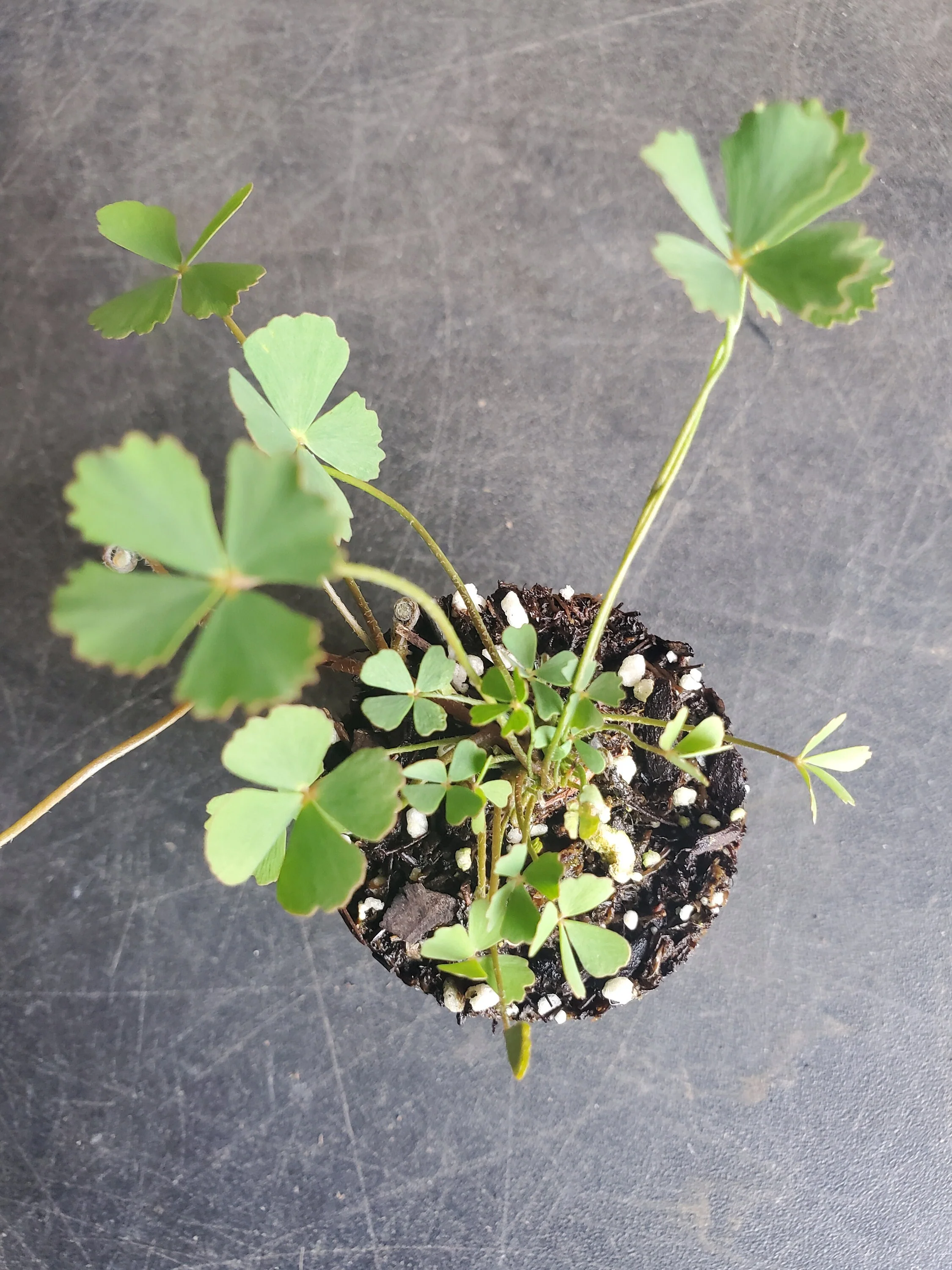 Marsilea Minuta